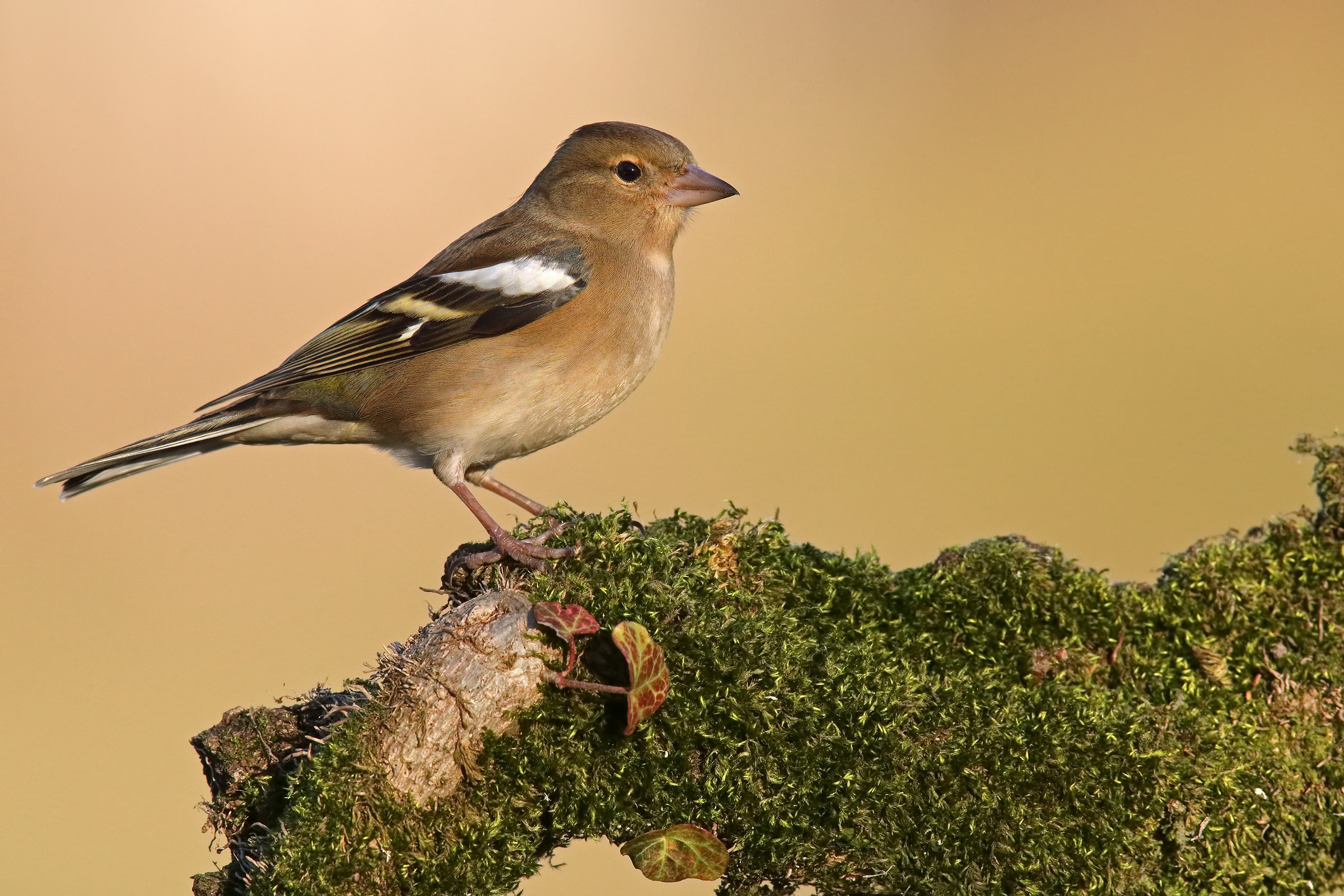 Female finch