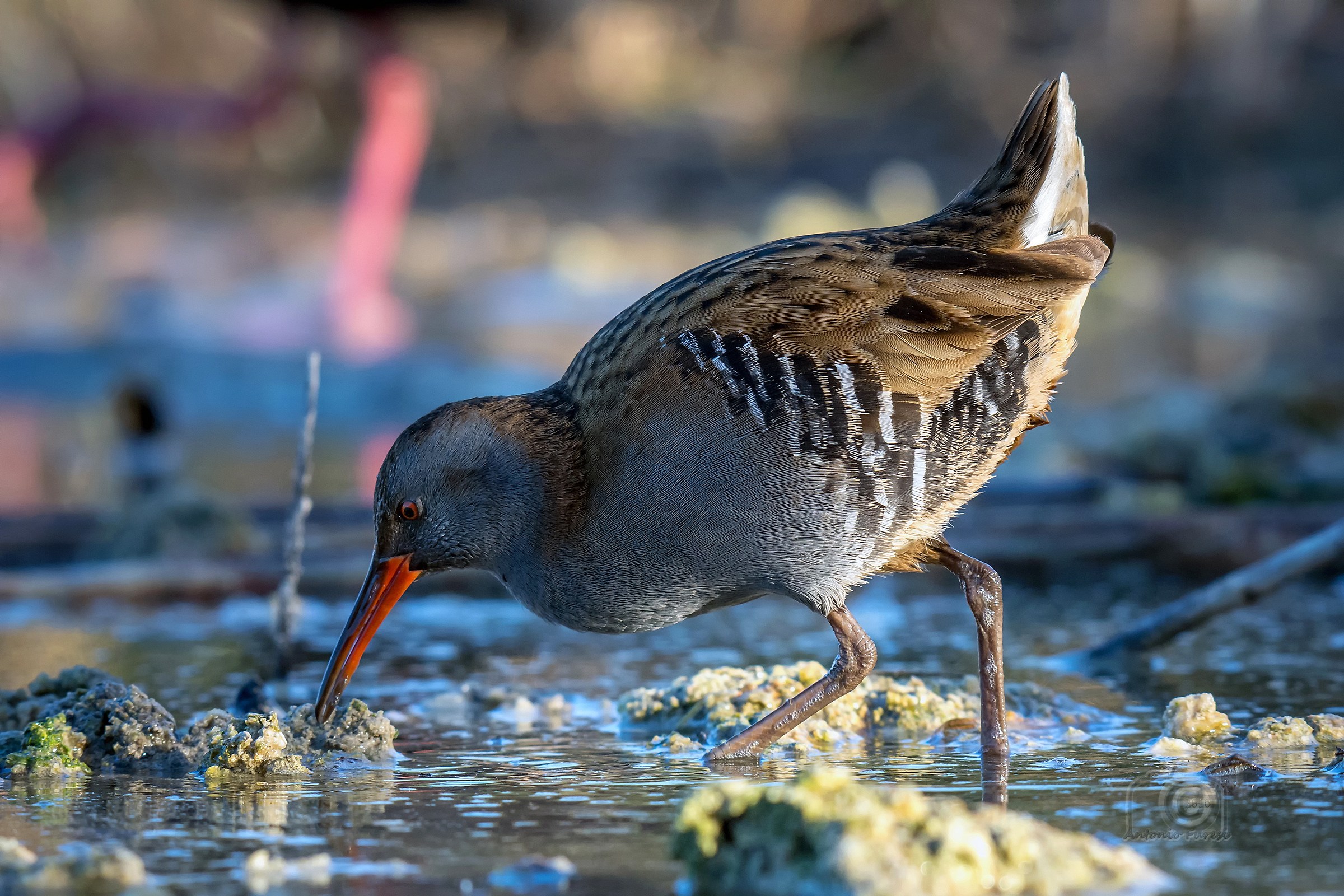 Water Rail