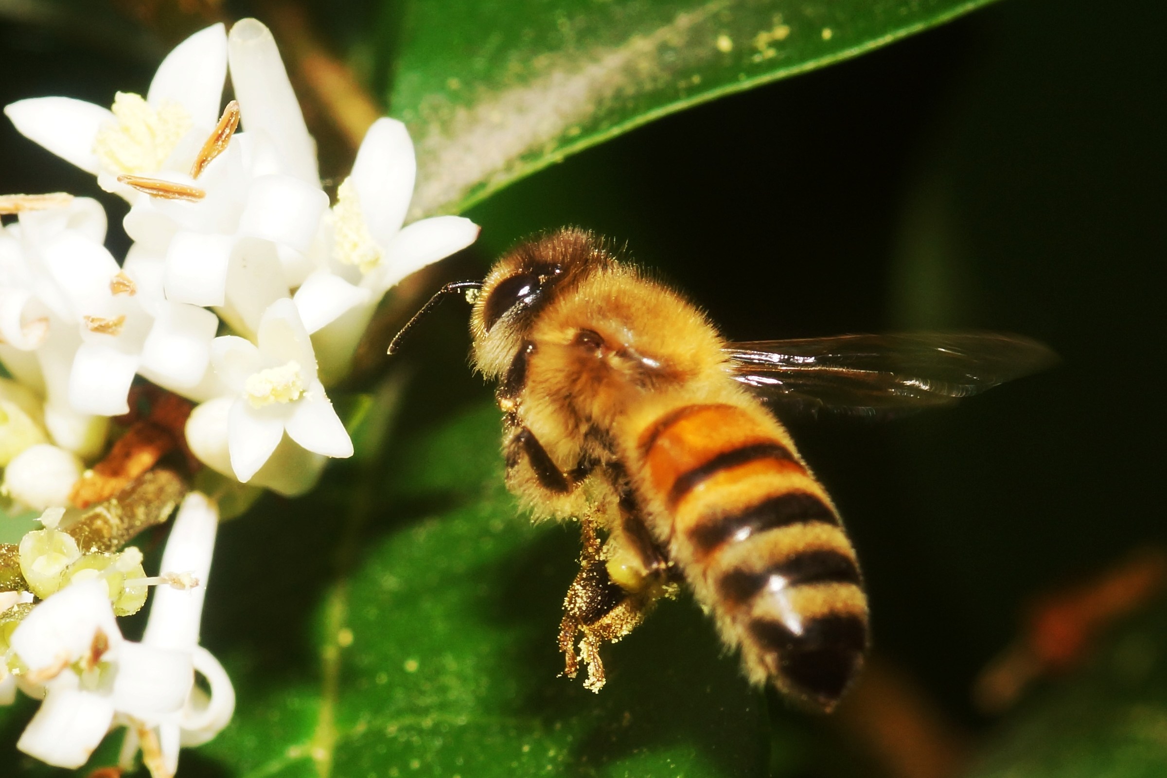 Vediamo cosa passa il convento.