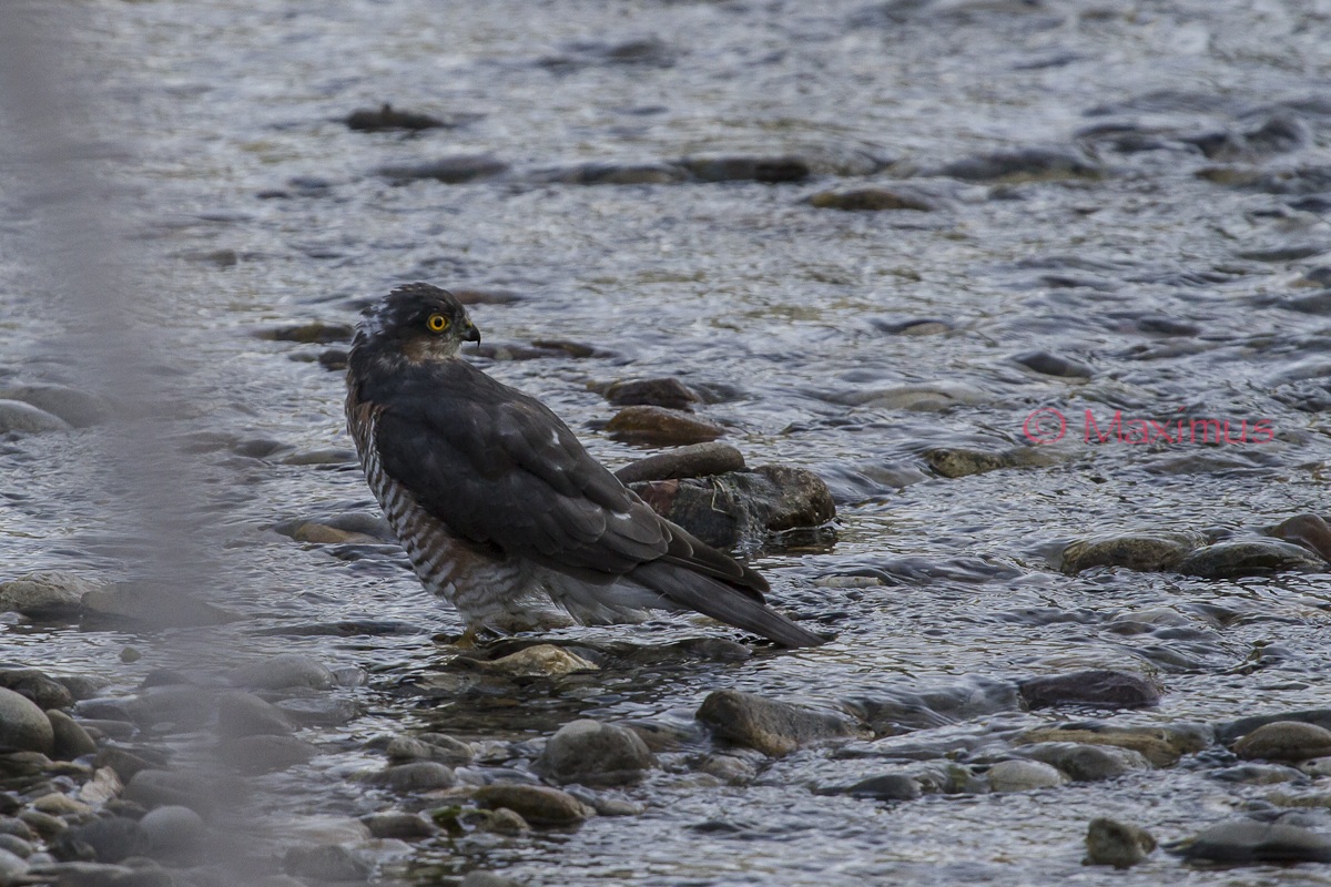 .. Sparrowhawk dawn .. one ...