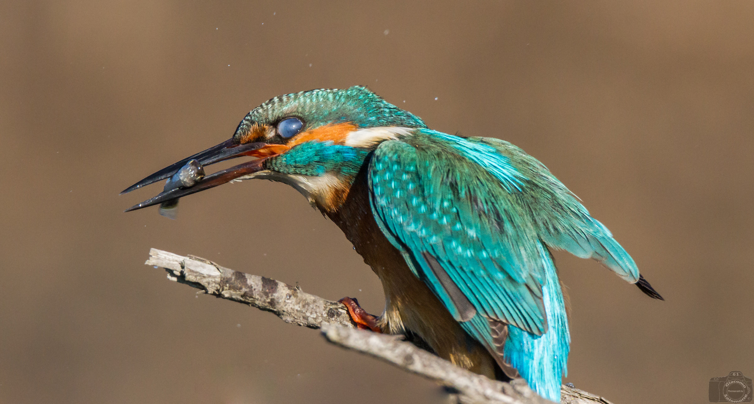 Kingfisher with nictitating membrane.