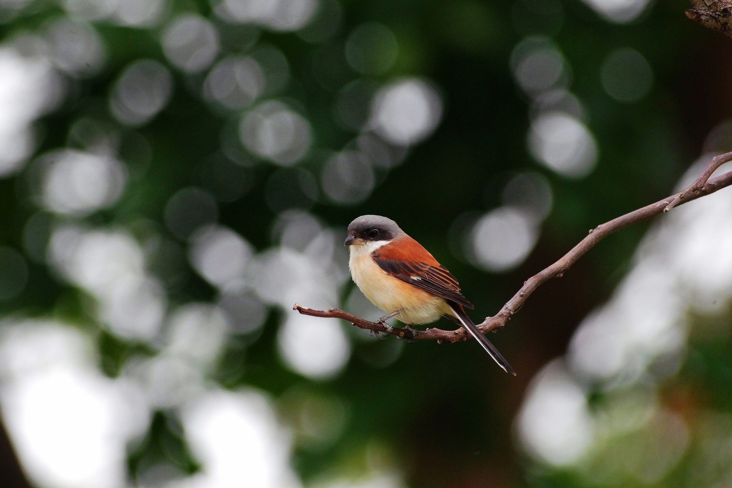Chestnut-backed Shrike