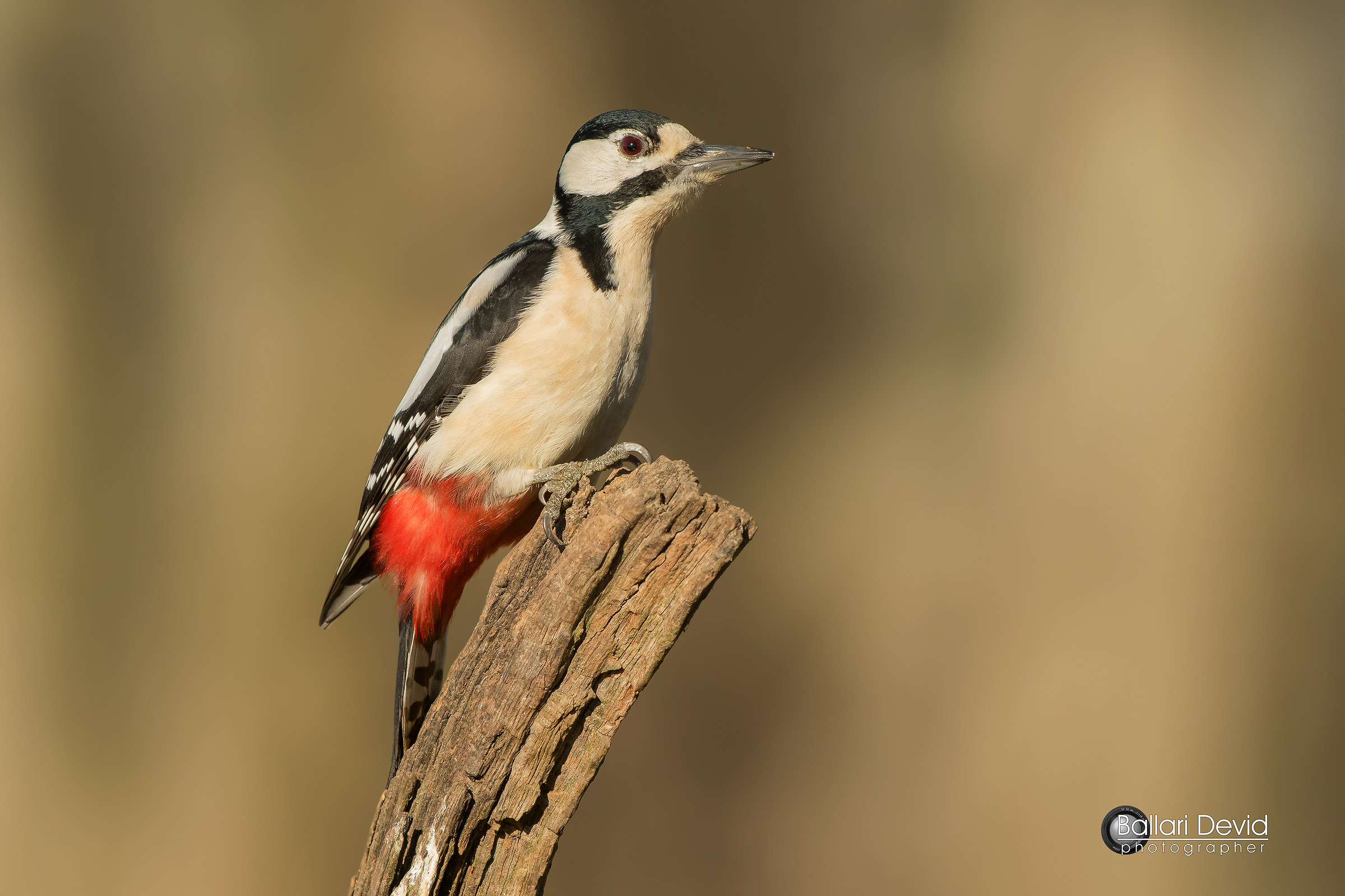 great spotted woodpecker