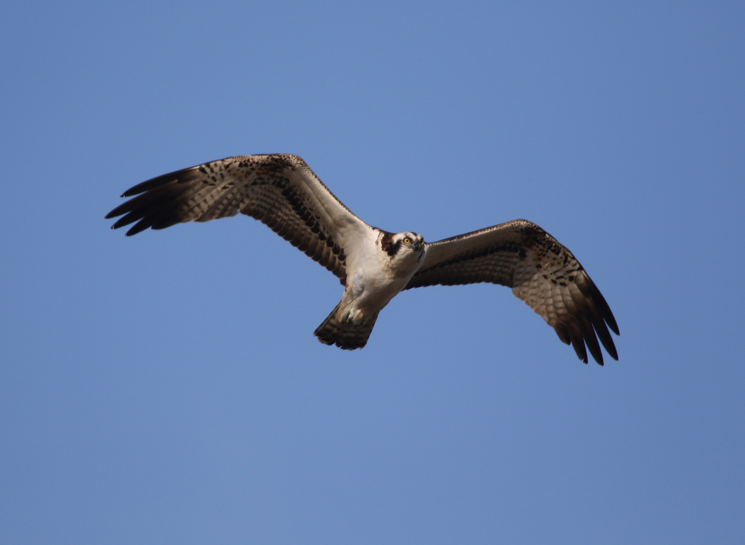 Falco pescatore - Maremma