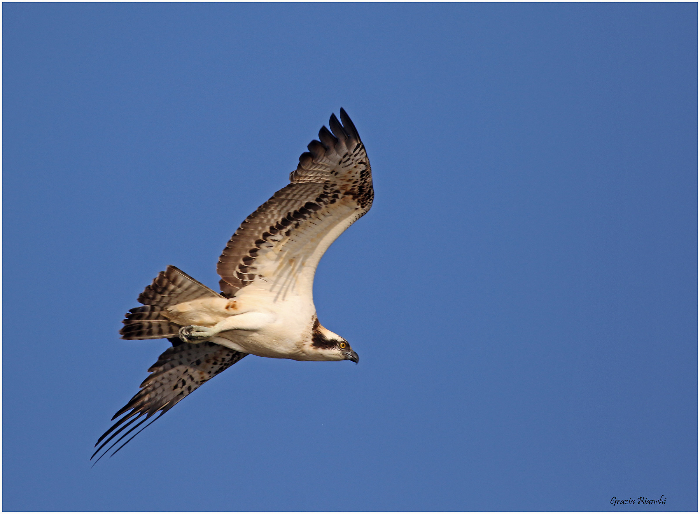 Falco pescatore Maremma