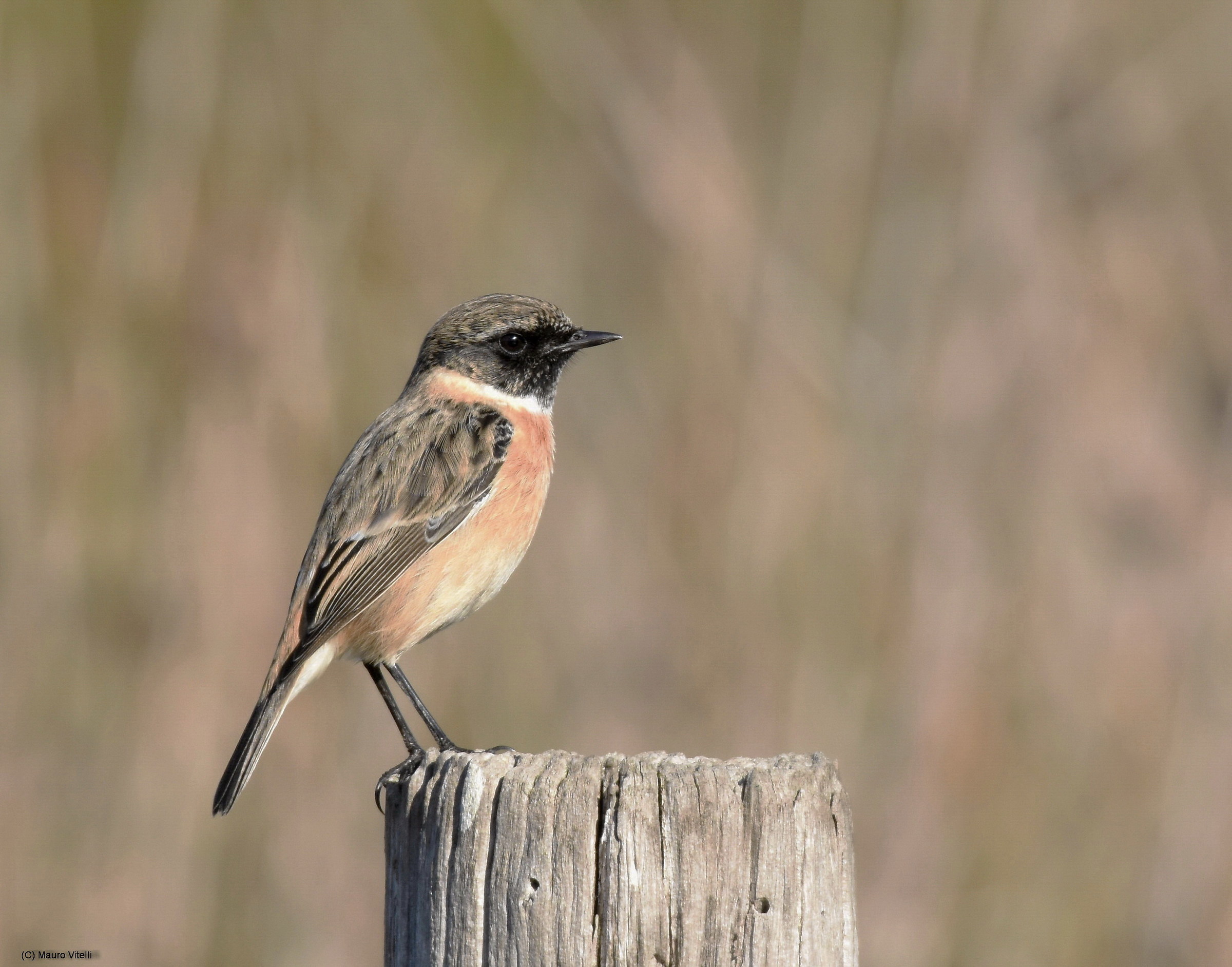 Stonechat male