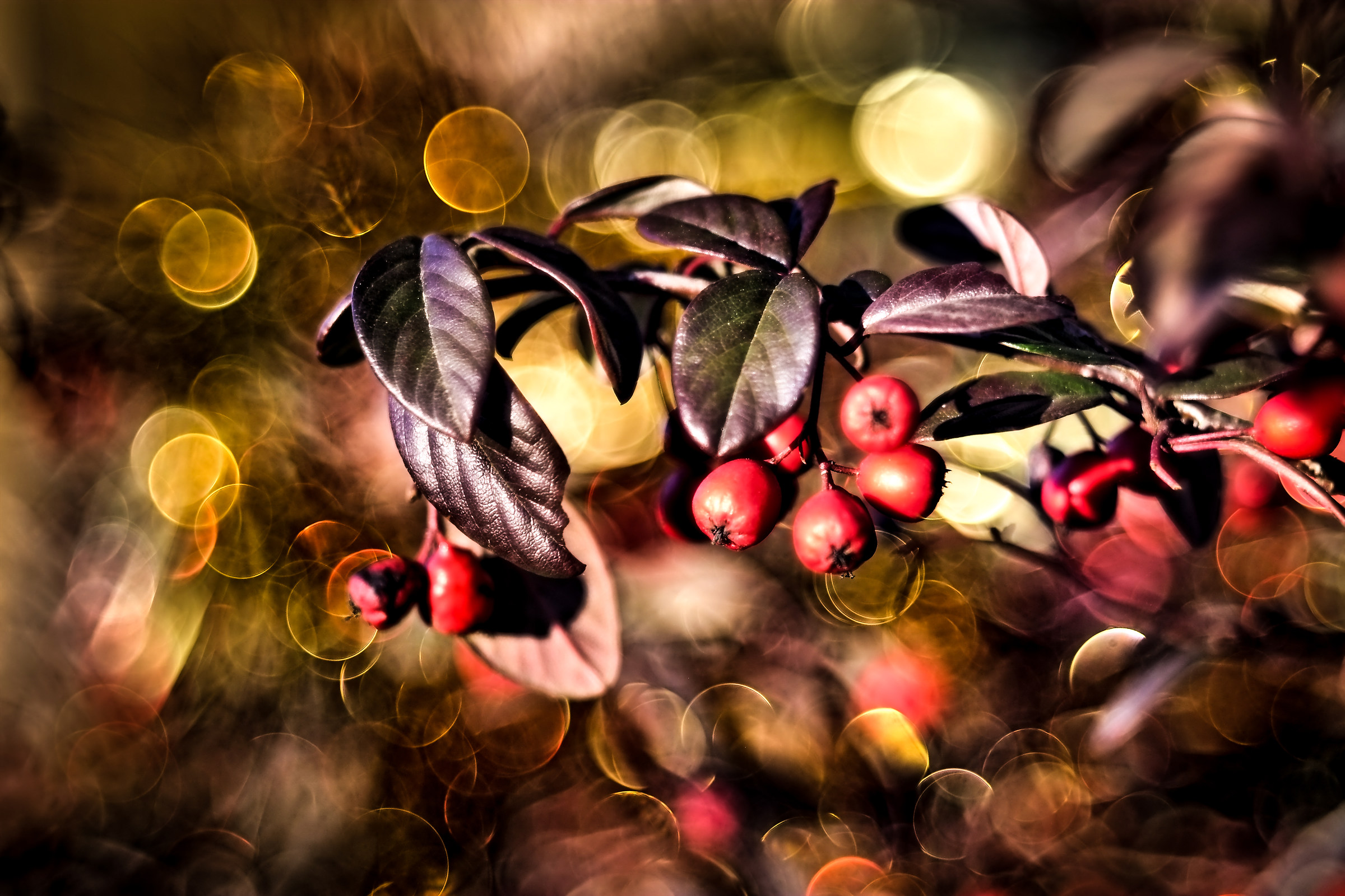 the poor's men trioplan effect