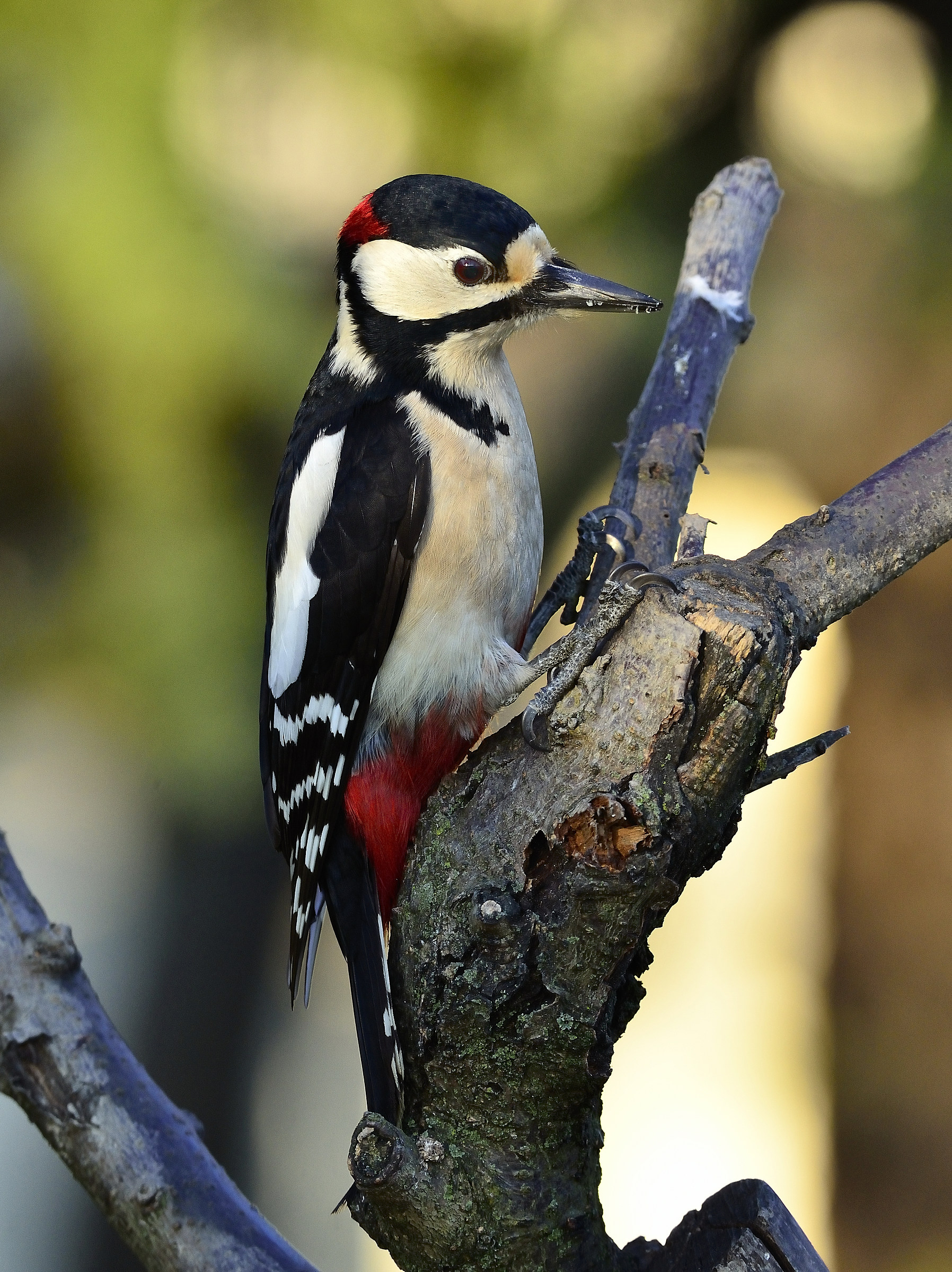 picchio rosso maggiore