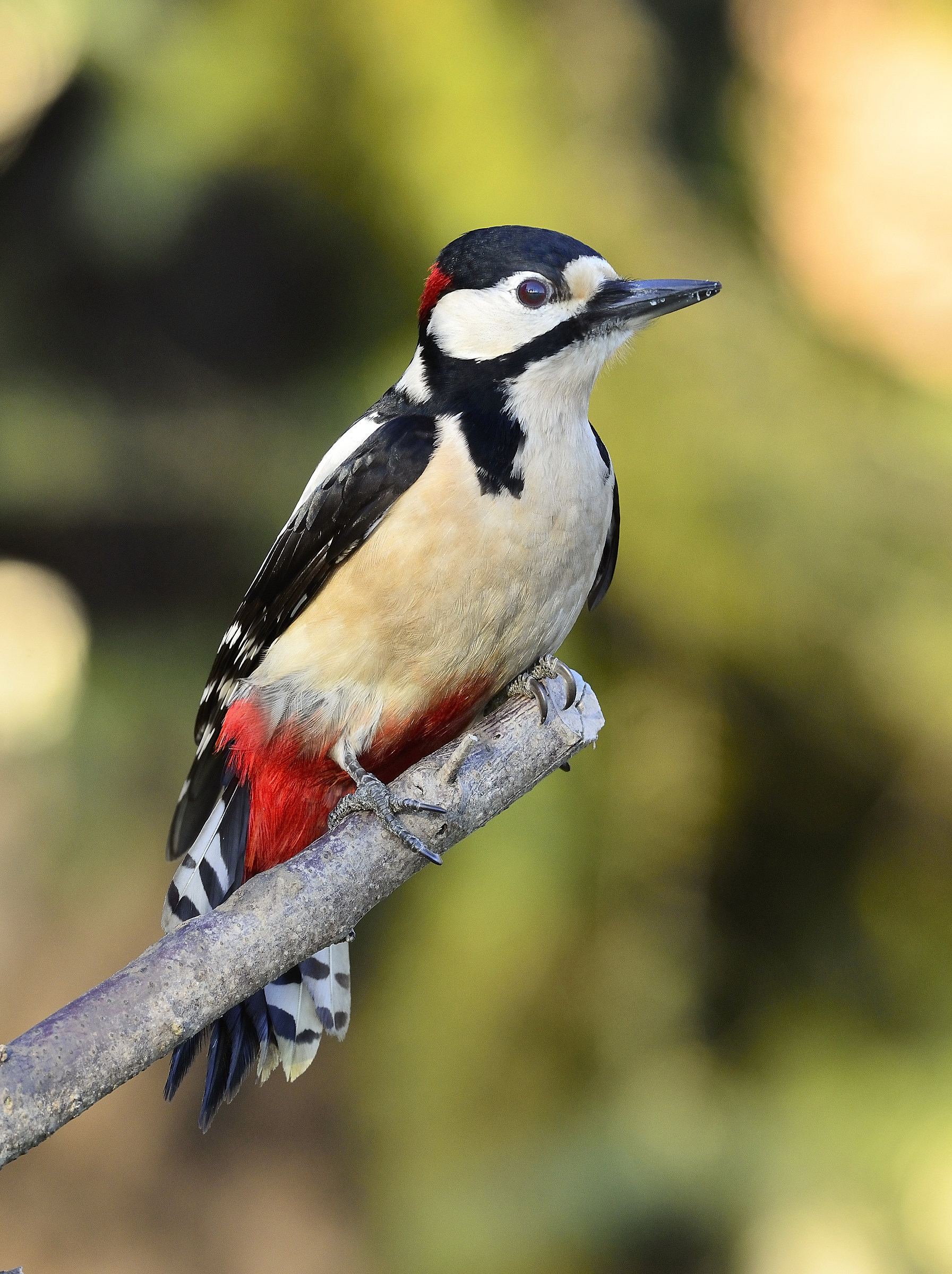 picchio rosso maggiore