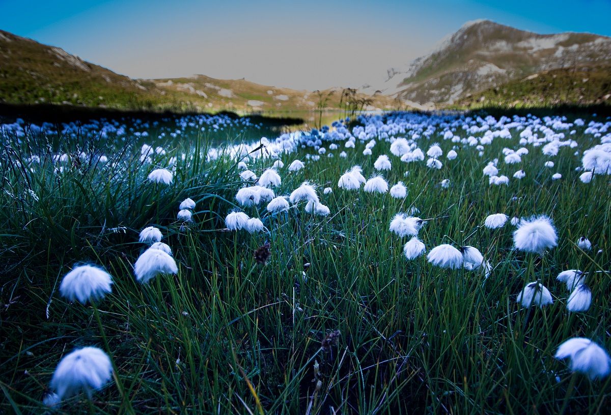 Cotton to the lakes of Ovi (Gotthard)