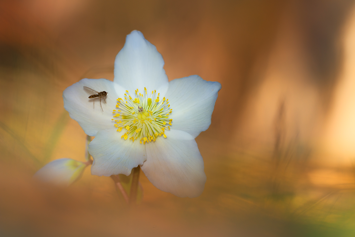 Dicembre e le sue sorprese