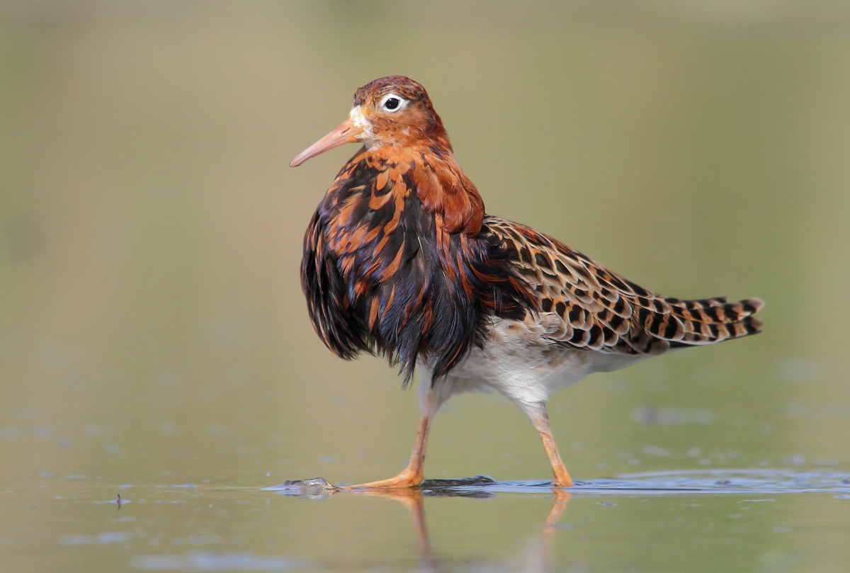 Fighter in reproductive dress