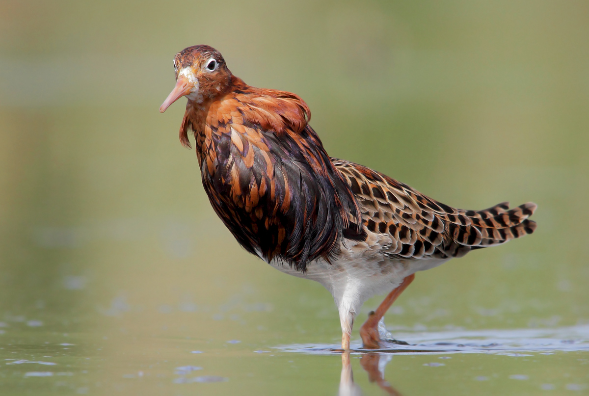 Fighter in reproductive dress
