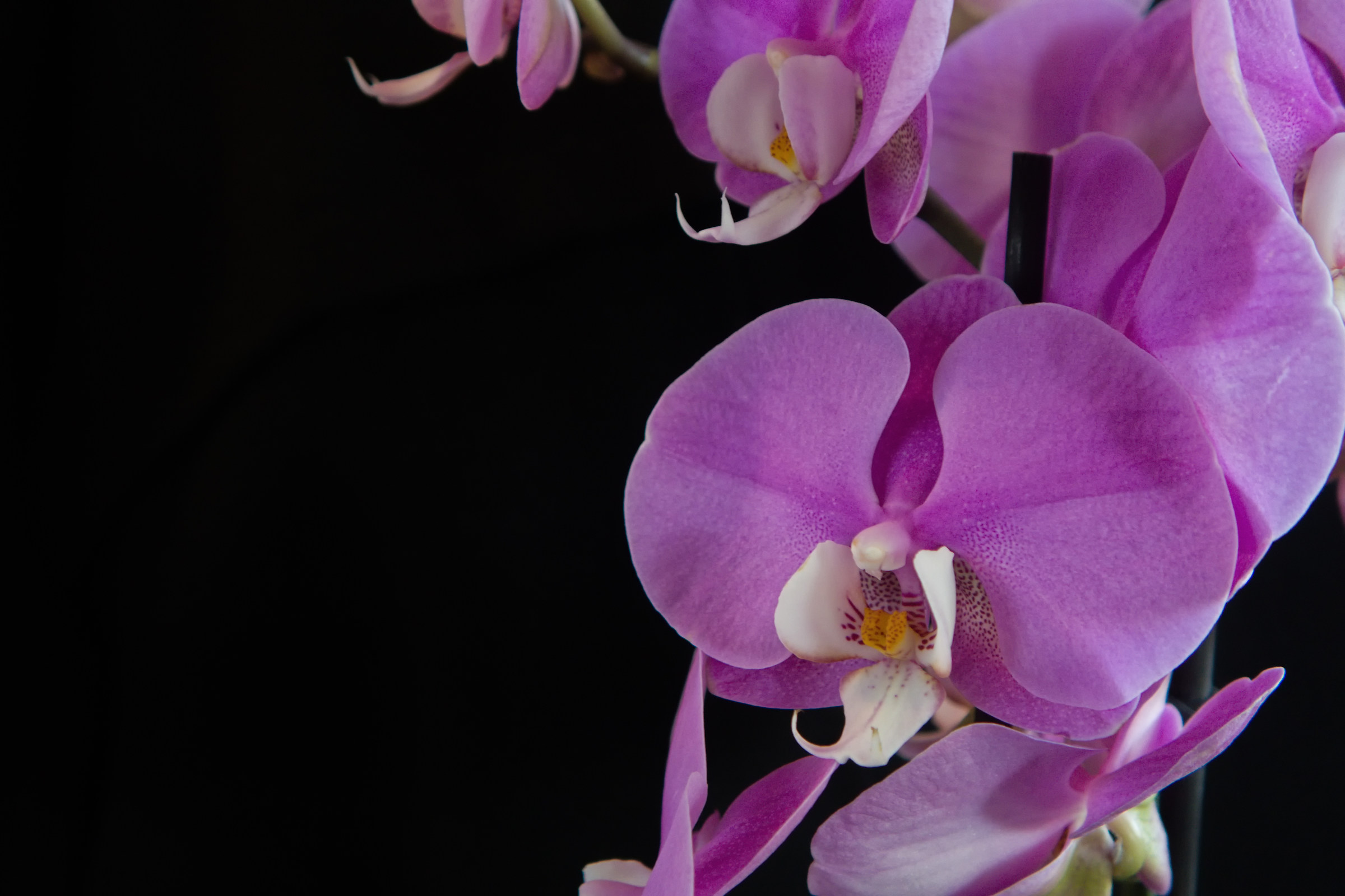 phalaenopsis