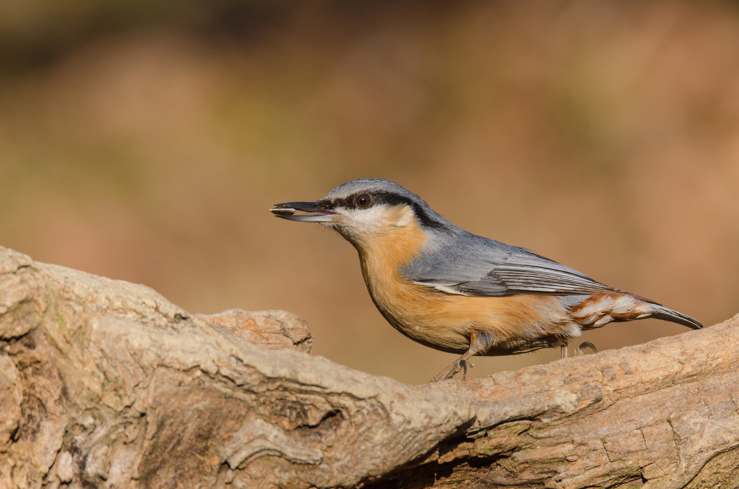 nuthatch