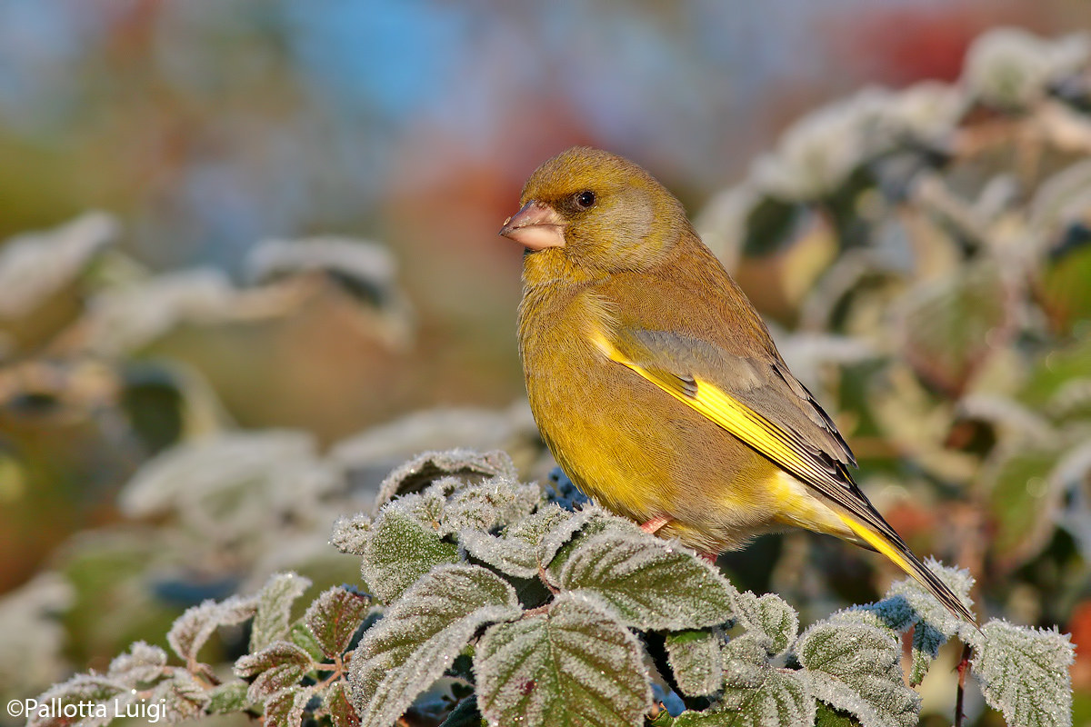 Greenfinch (Carduelis chloris)