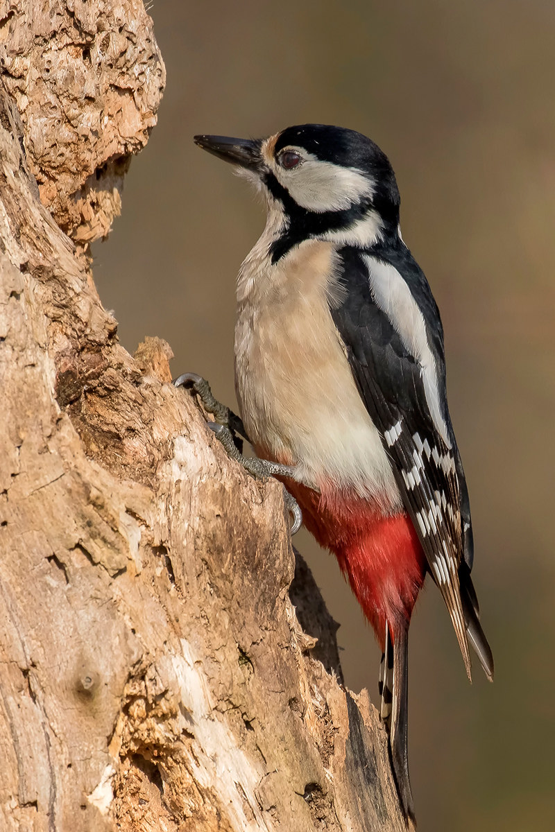Picchio rosso maggiore