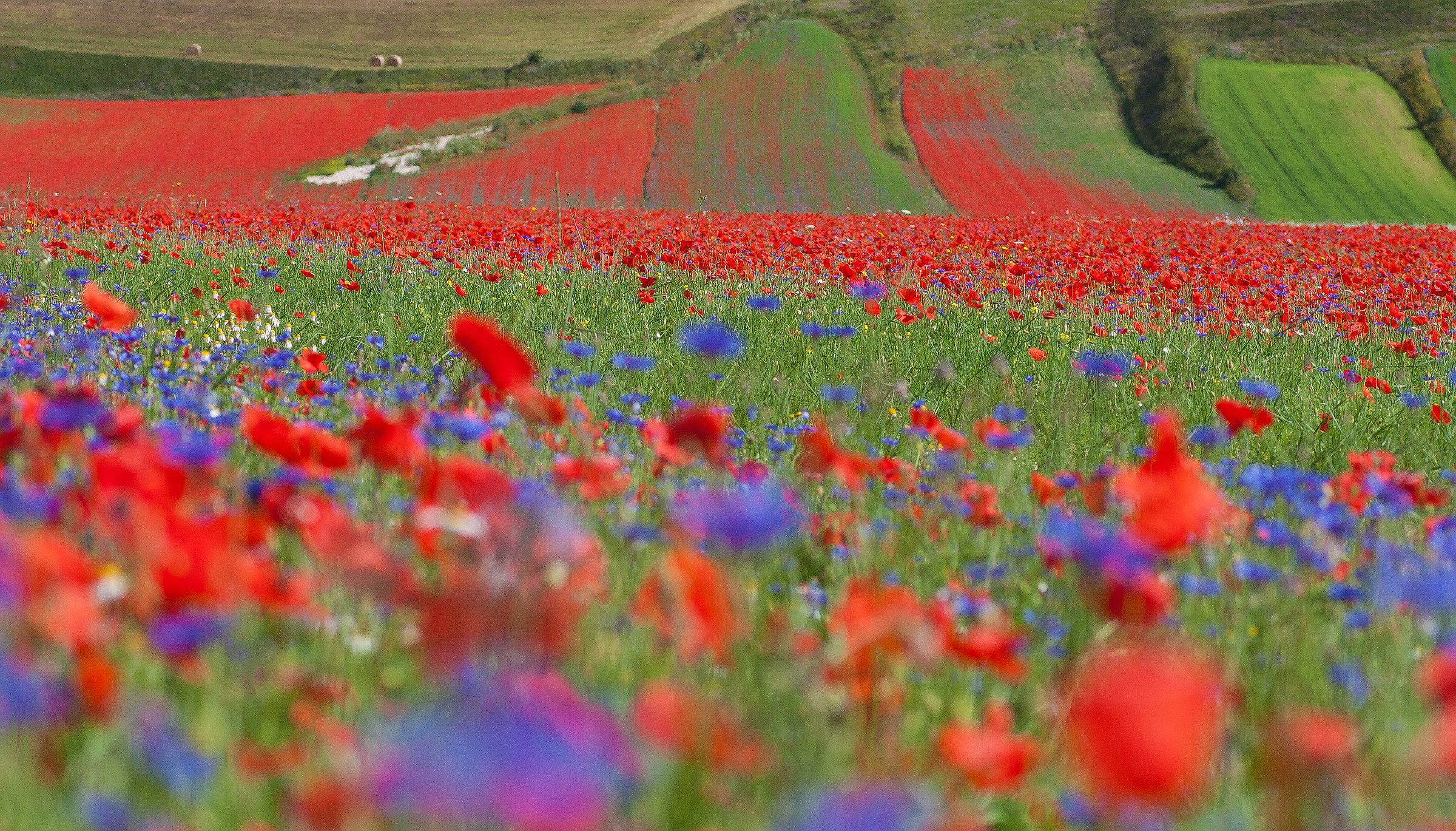 Castelluccio