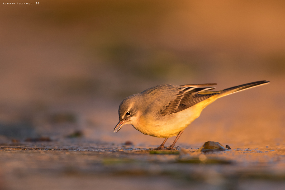 Ballerina nella luce dell'alba