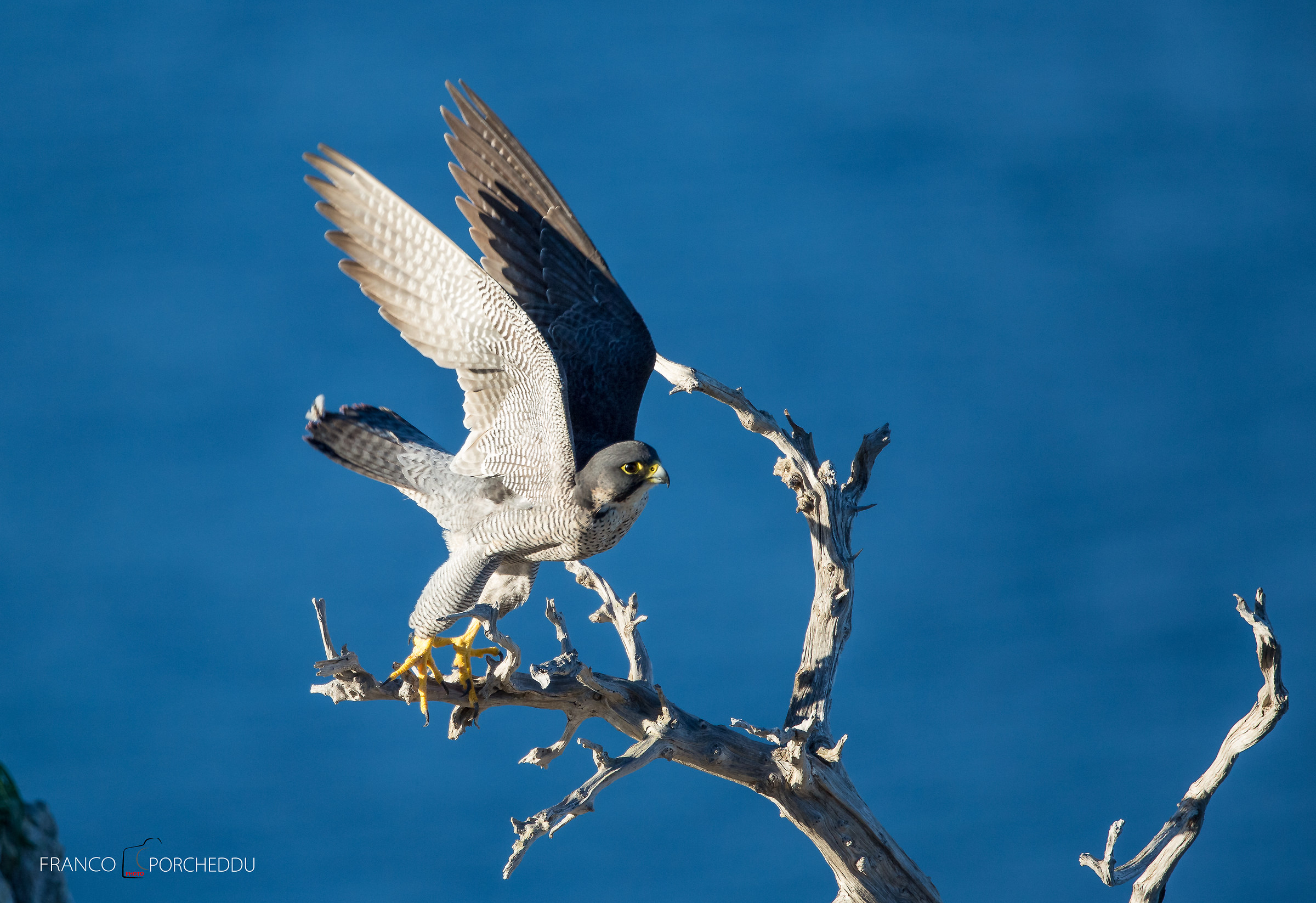 peregrine falcon