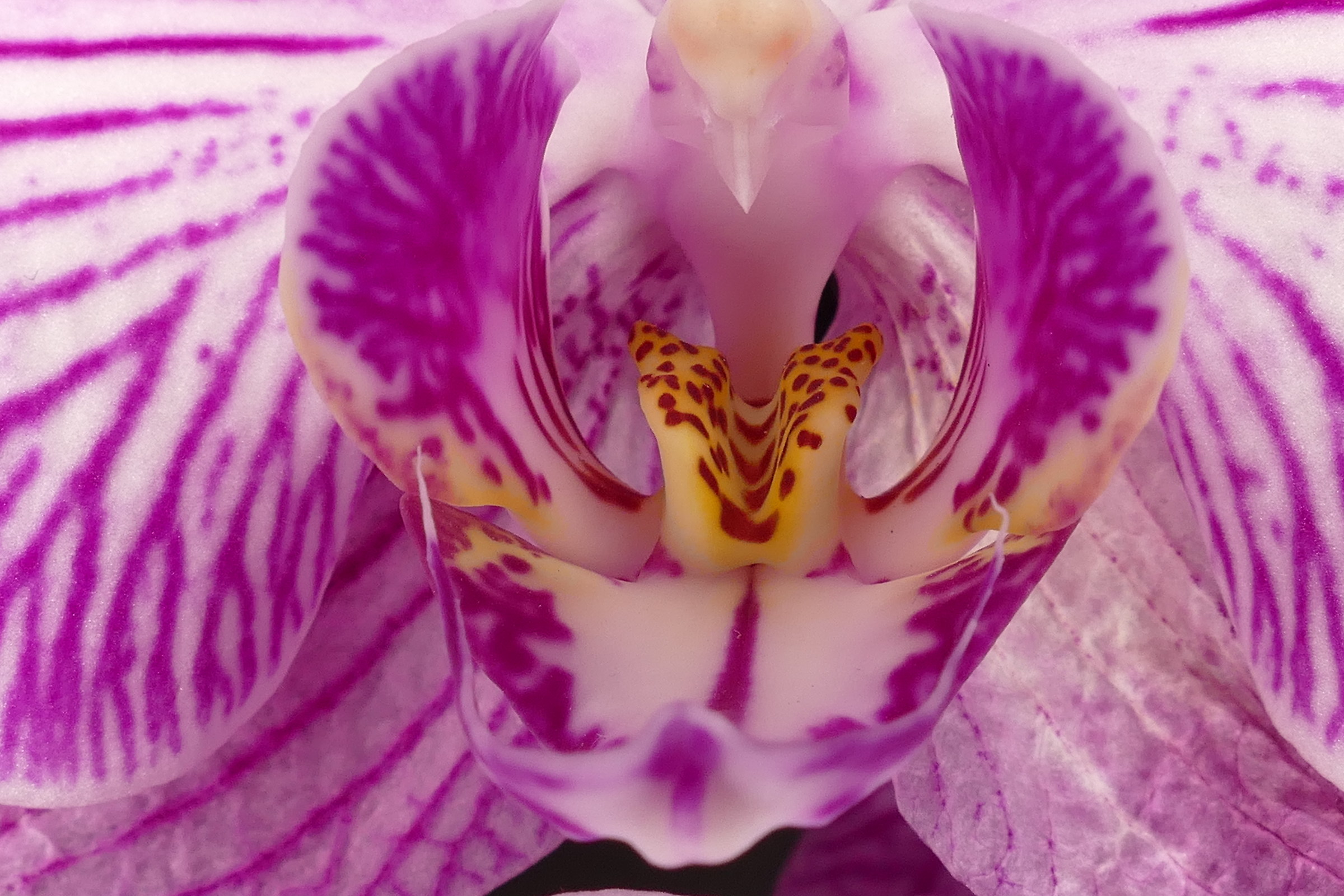 Orchid