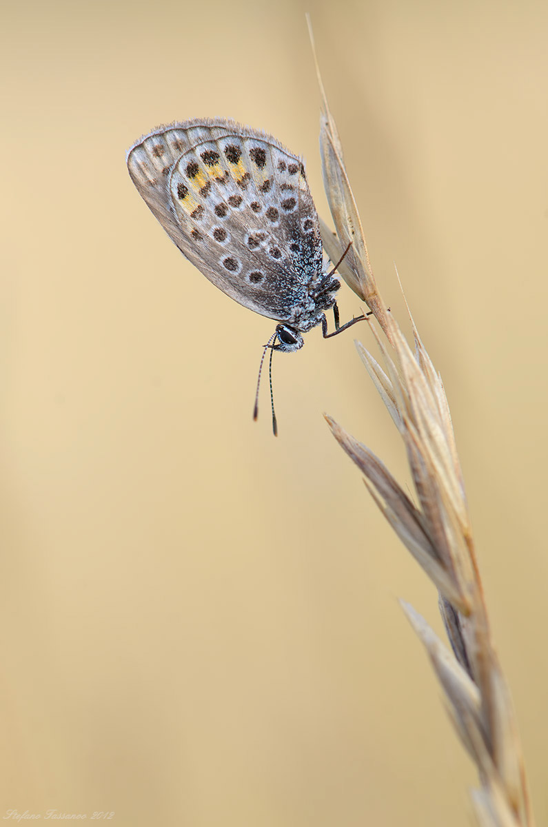 Plebejus (Plebejus) idas ?