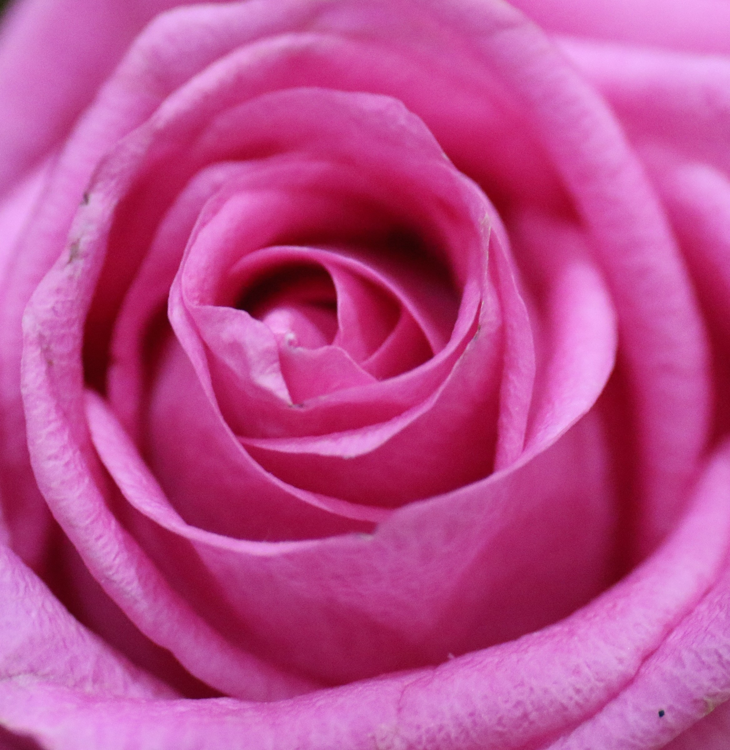 Pink rose ....