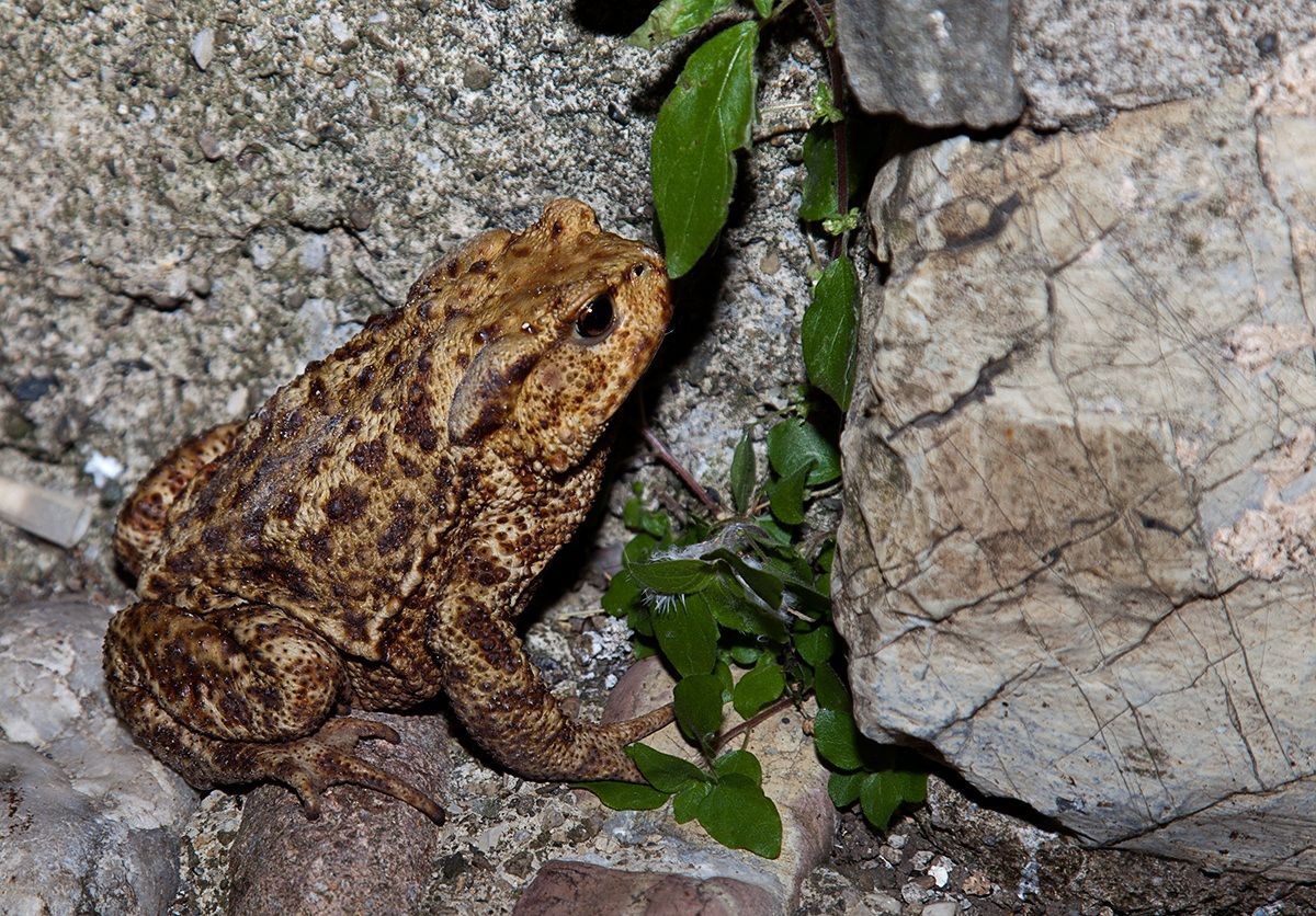 Toad