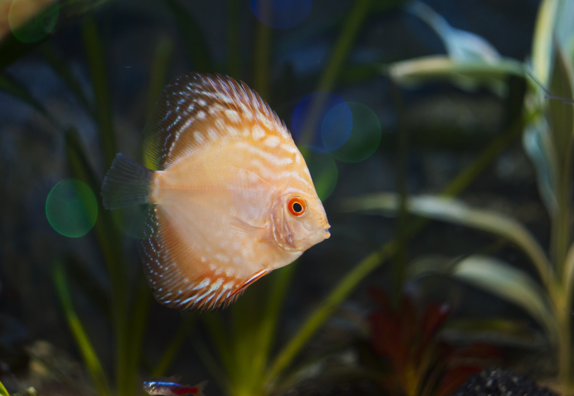small Discus