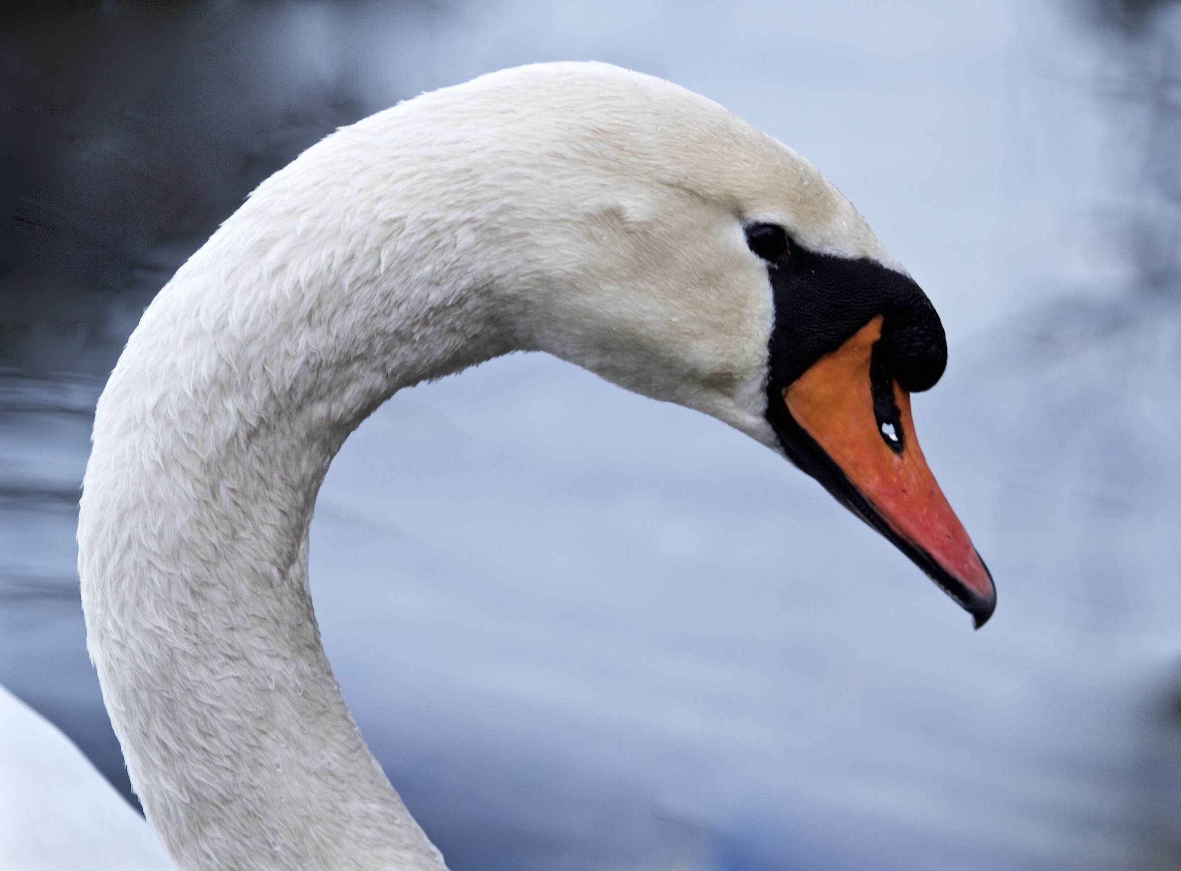 swan