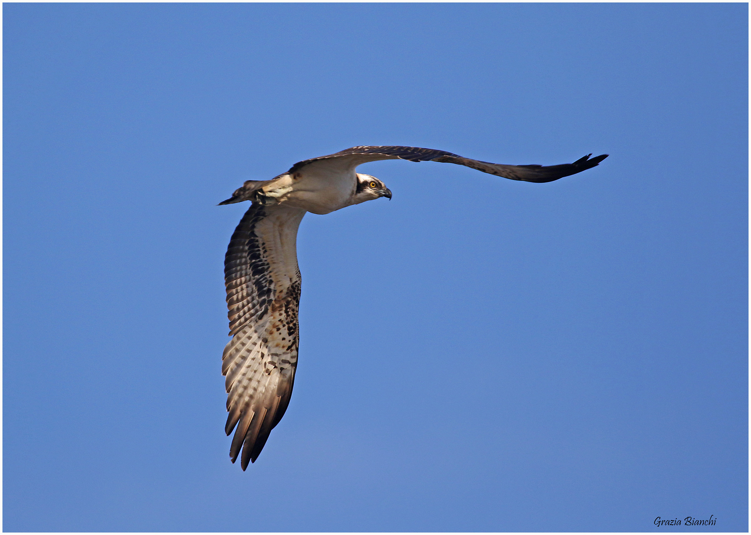 Falco pescatore - Diaccia Botrona
