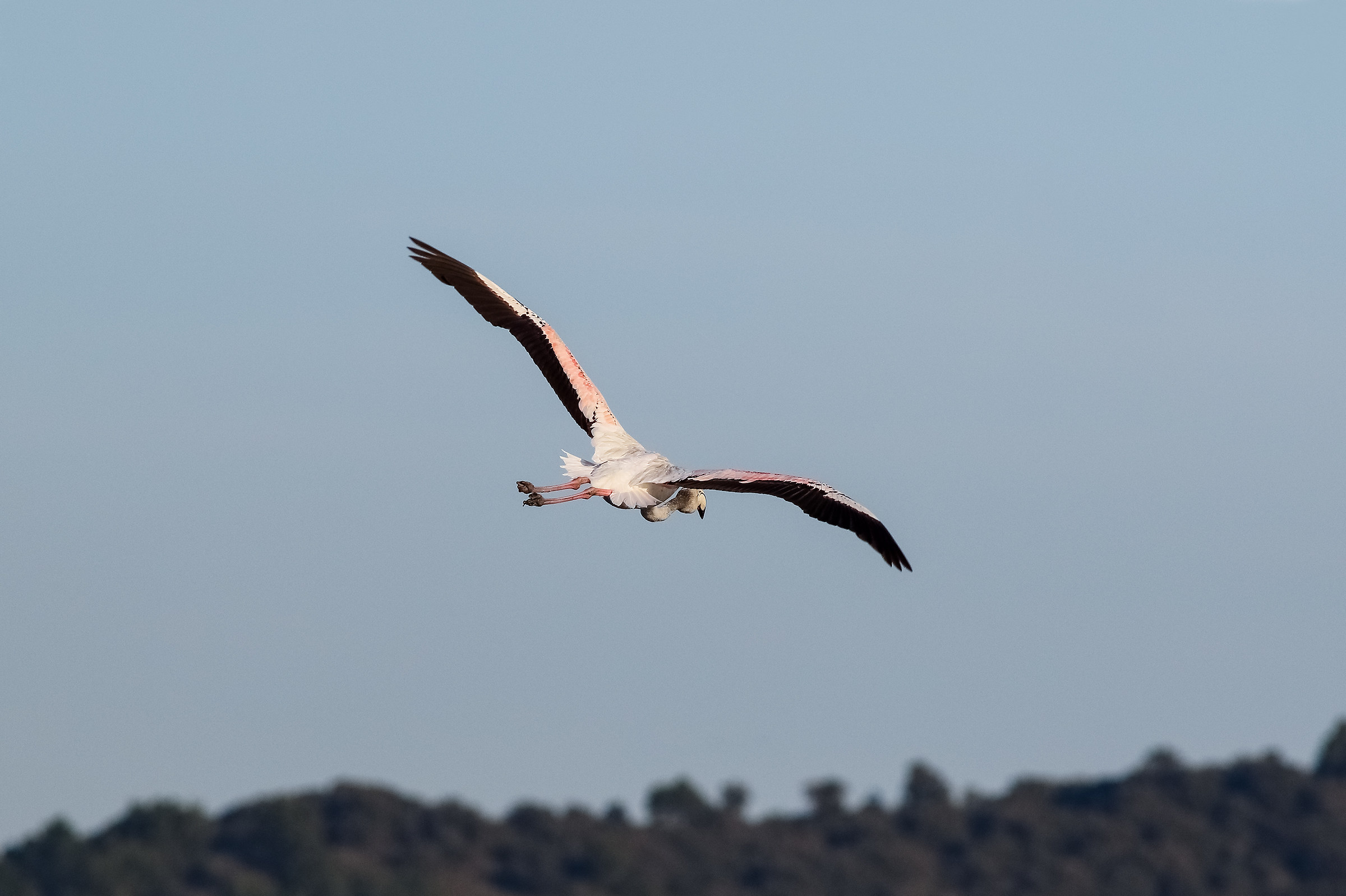 Flamingo in Flight