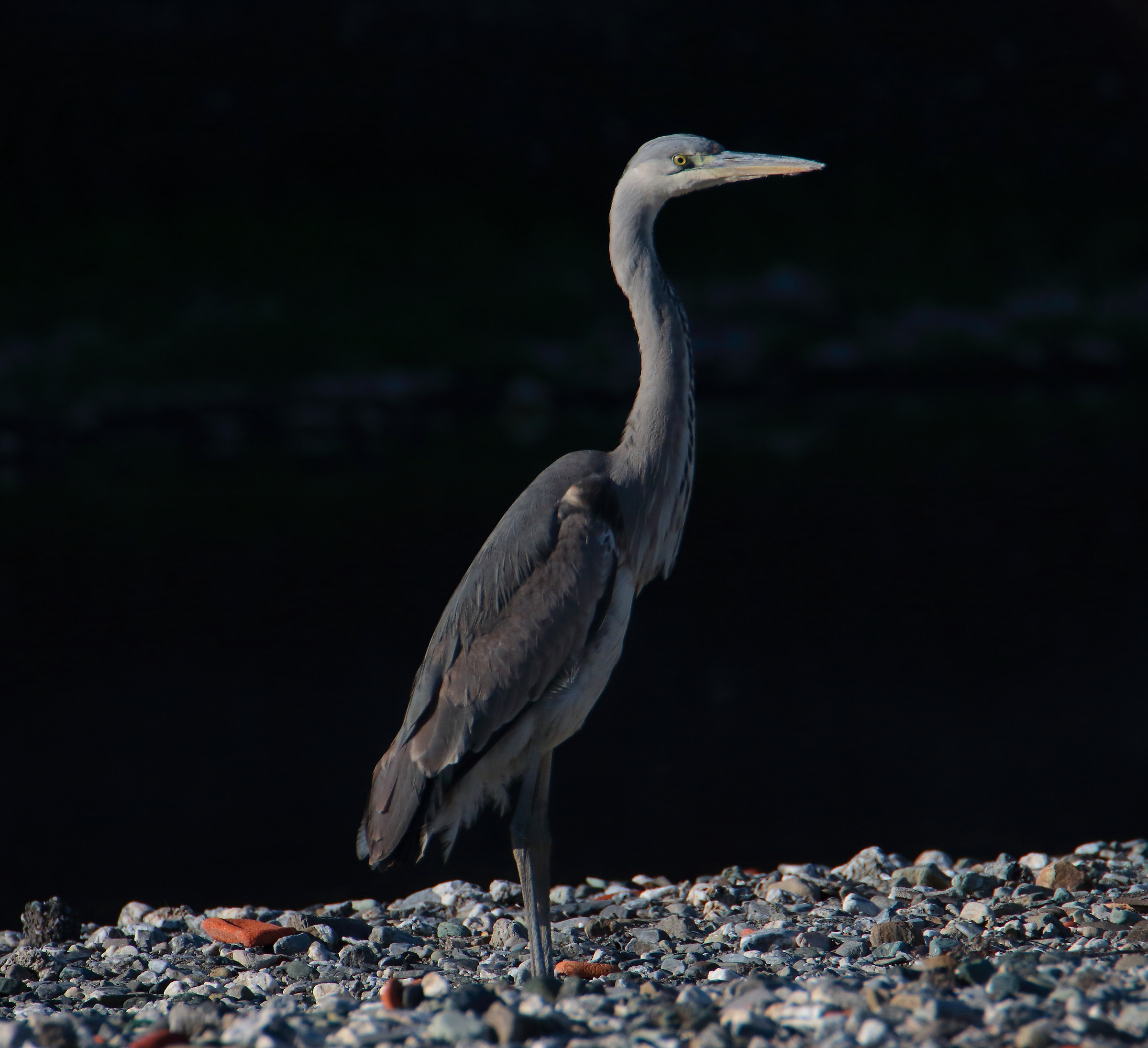 Grey Heron-Torrente Polcevera Genoa Bolzaneto