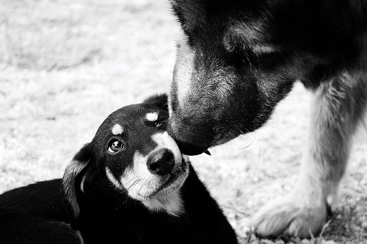 Dovremmo imparare da loro..