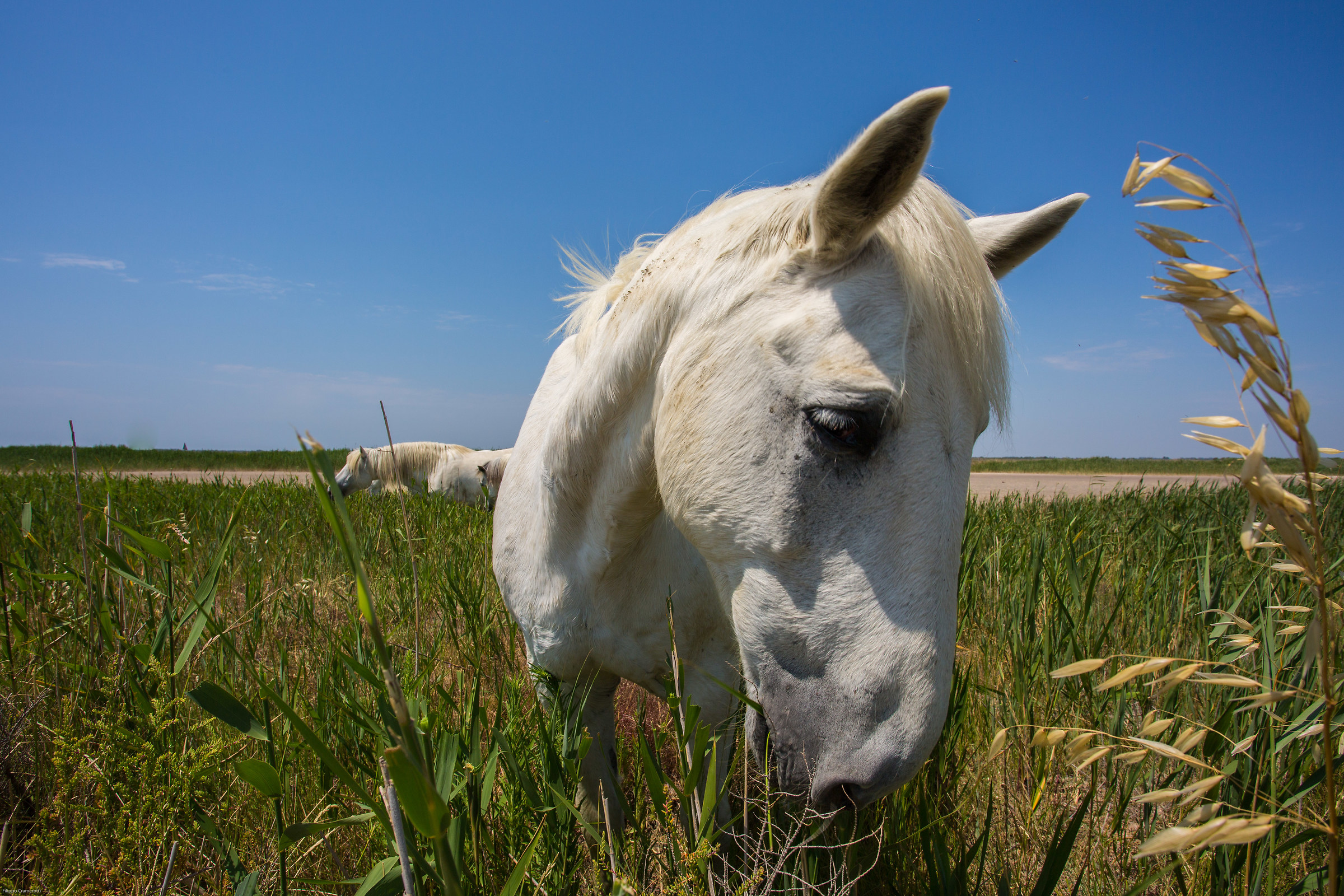 Camargue Horse
