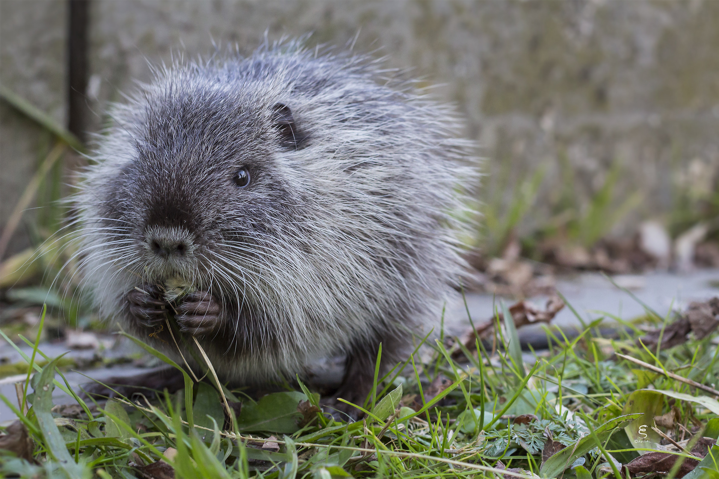 Nutria (Myocastor coypus)