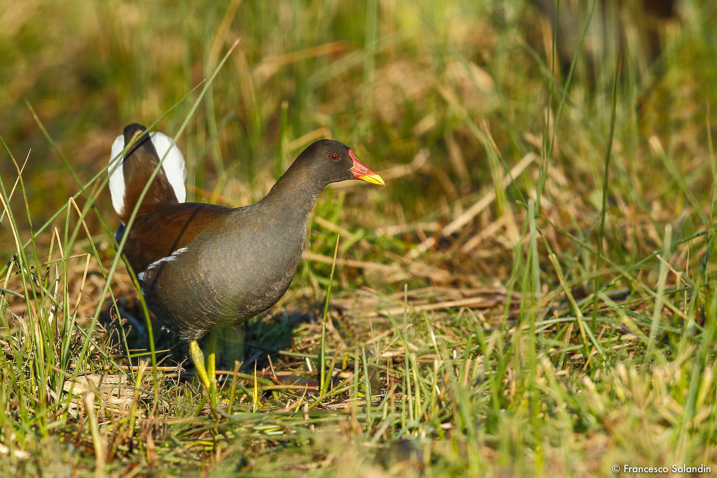 Moorhen