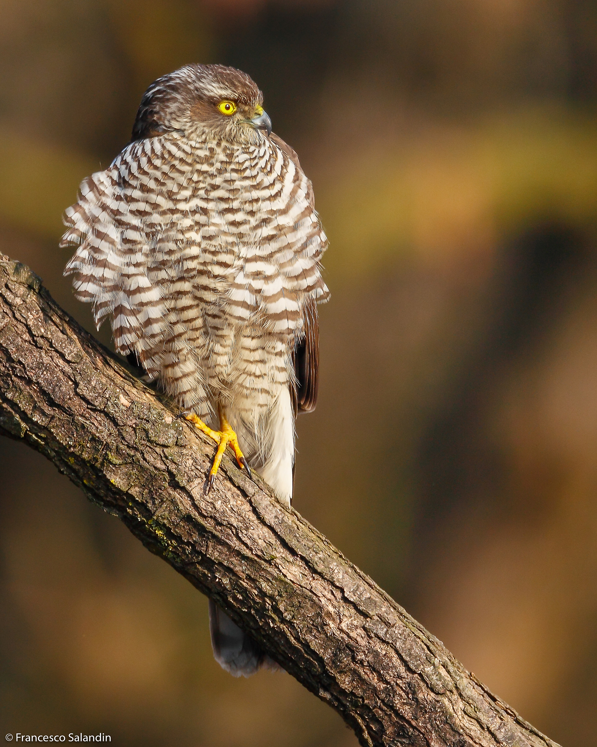 sparrowhawk
