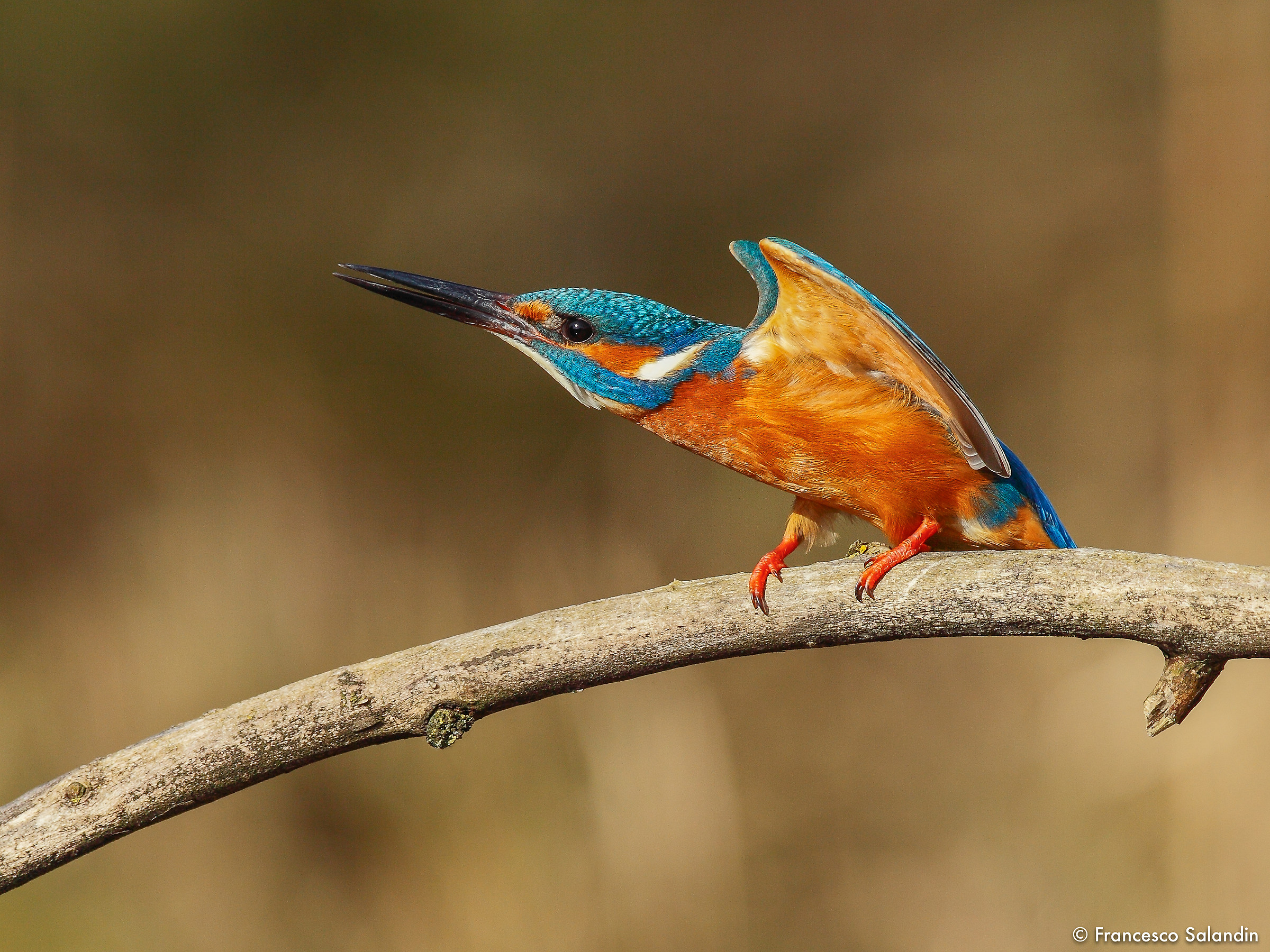 Kingfisher