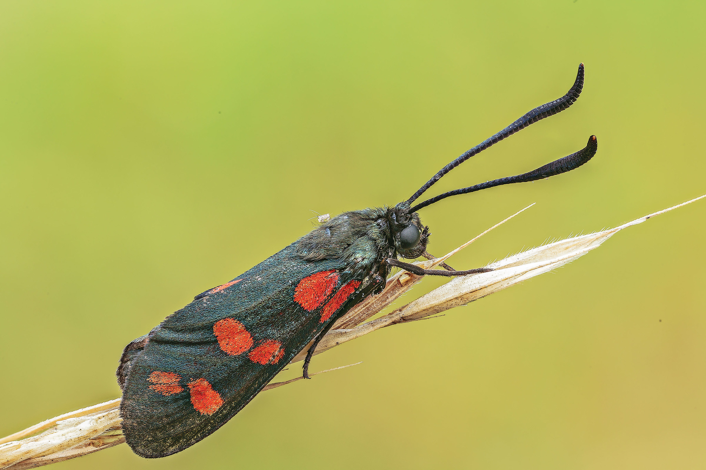 Zygaena flilipendulae