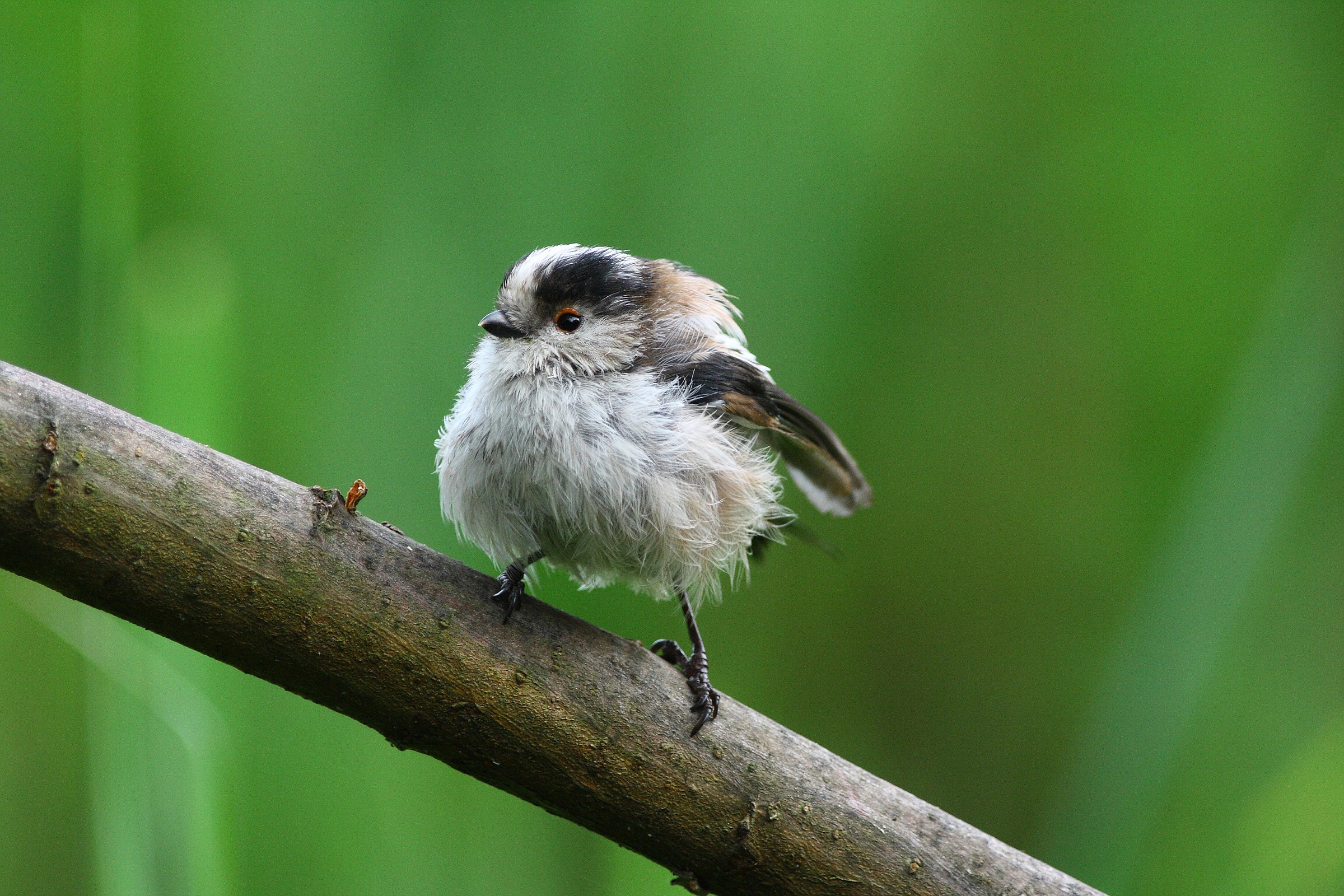 Il primo Codibugnolo!