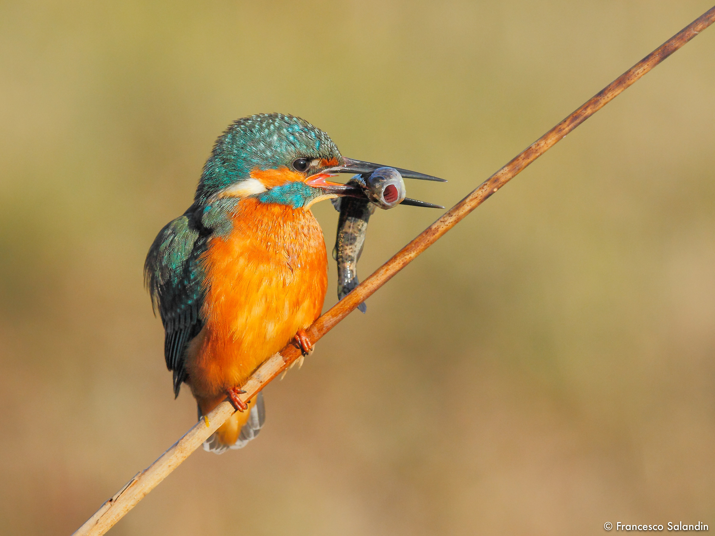 Kingfisher