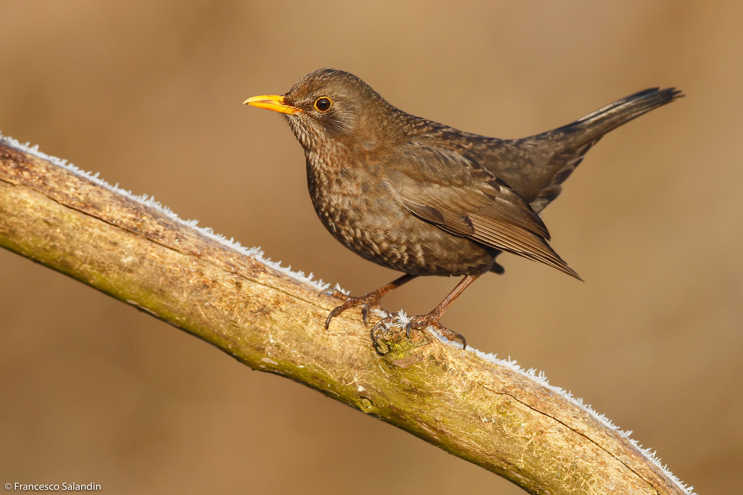 female blackbird