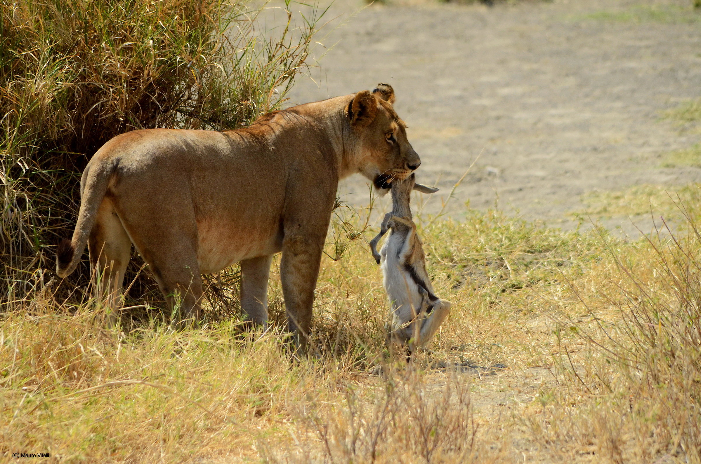 Leonessa con piccola preda