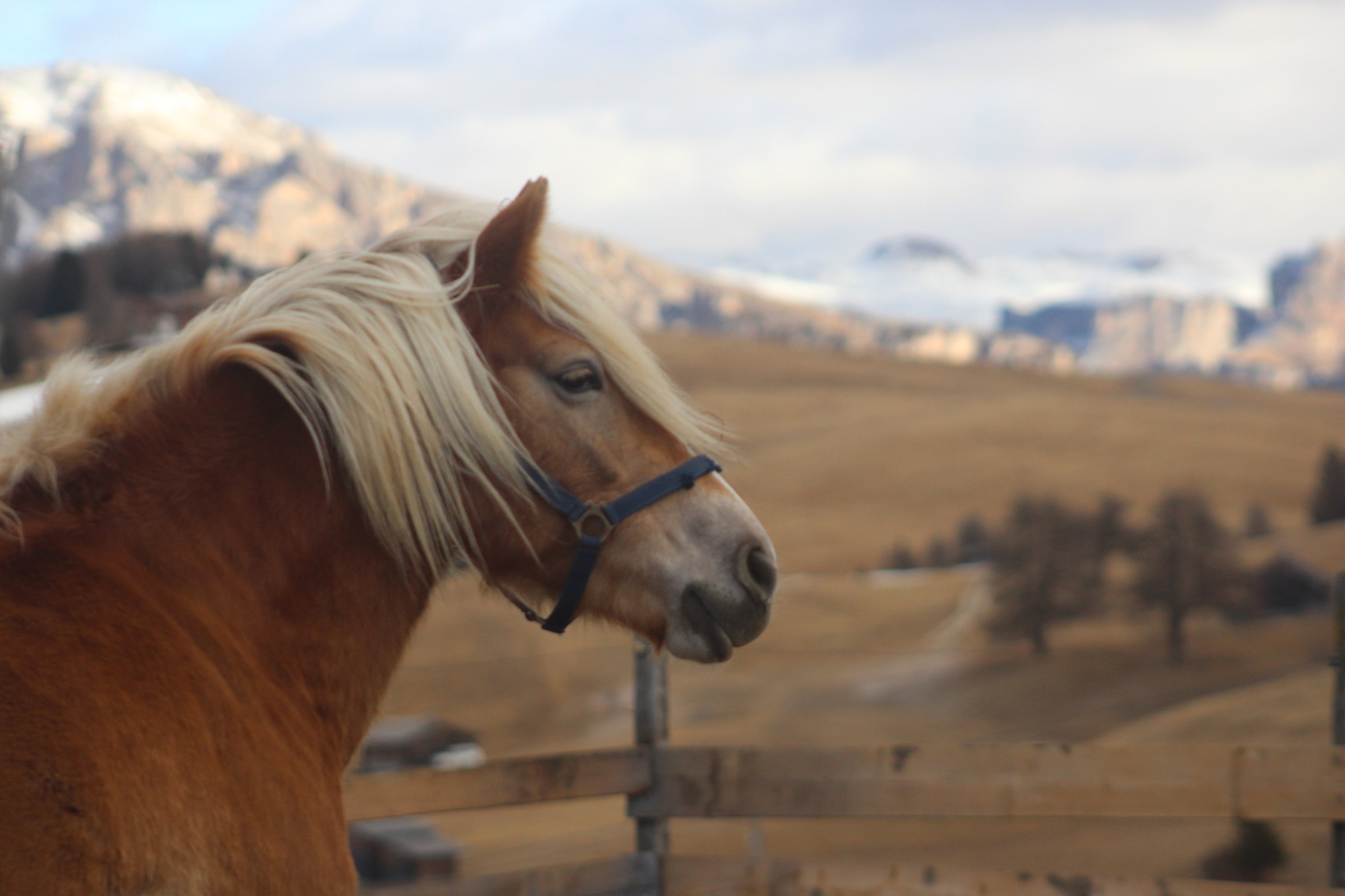 Horse of the dolomites