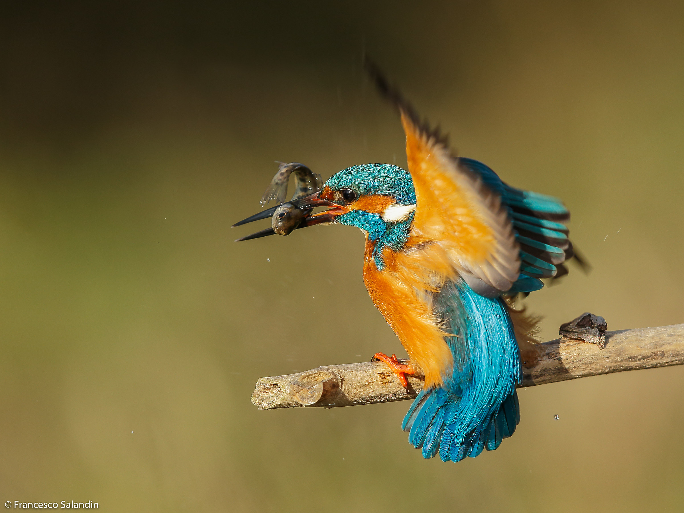 Kingfisher