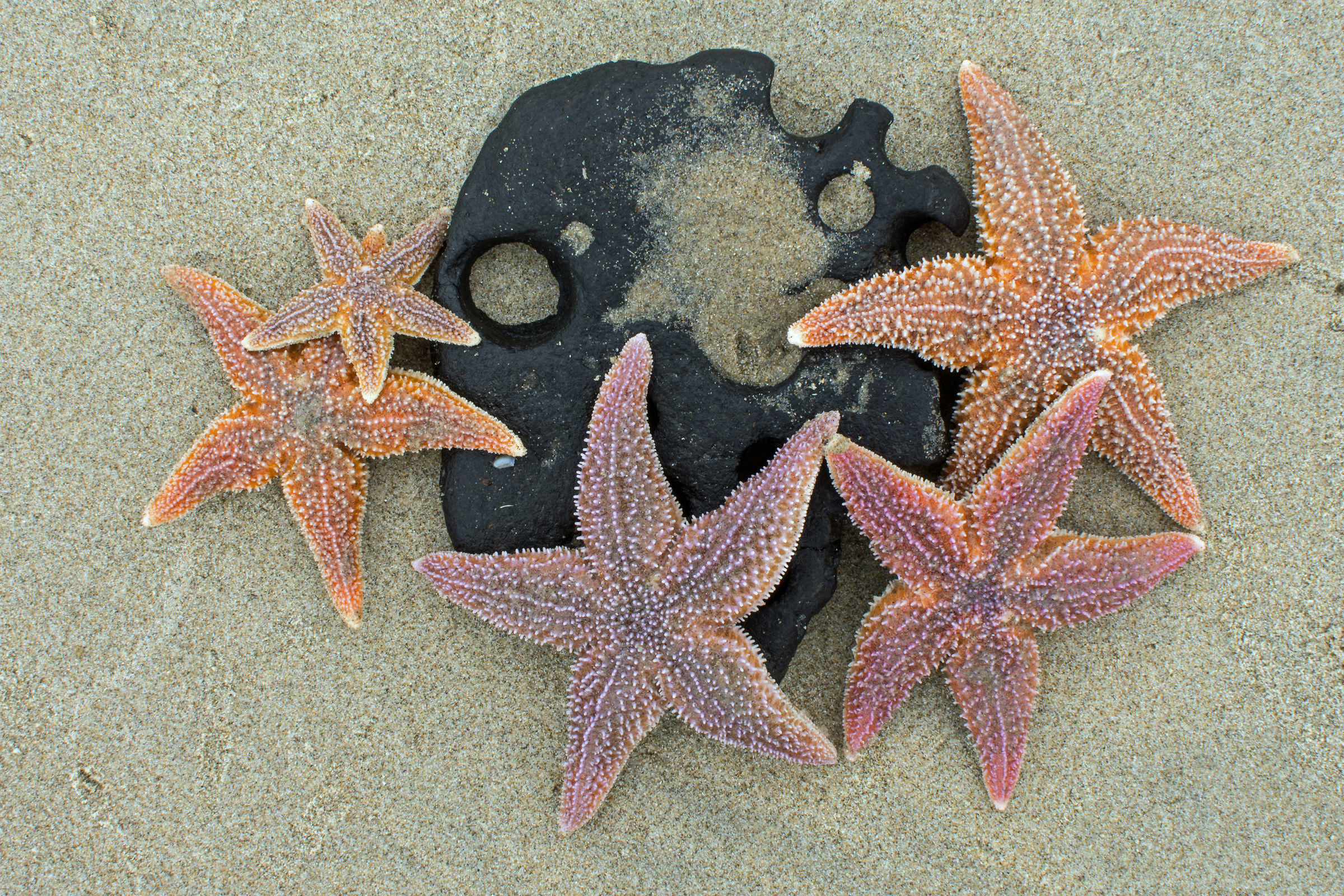 milioni di stelle marine