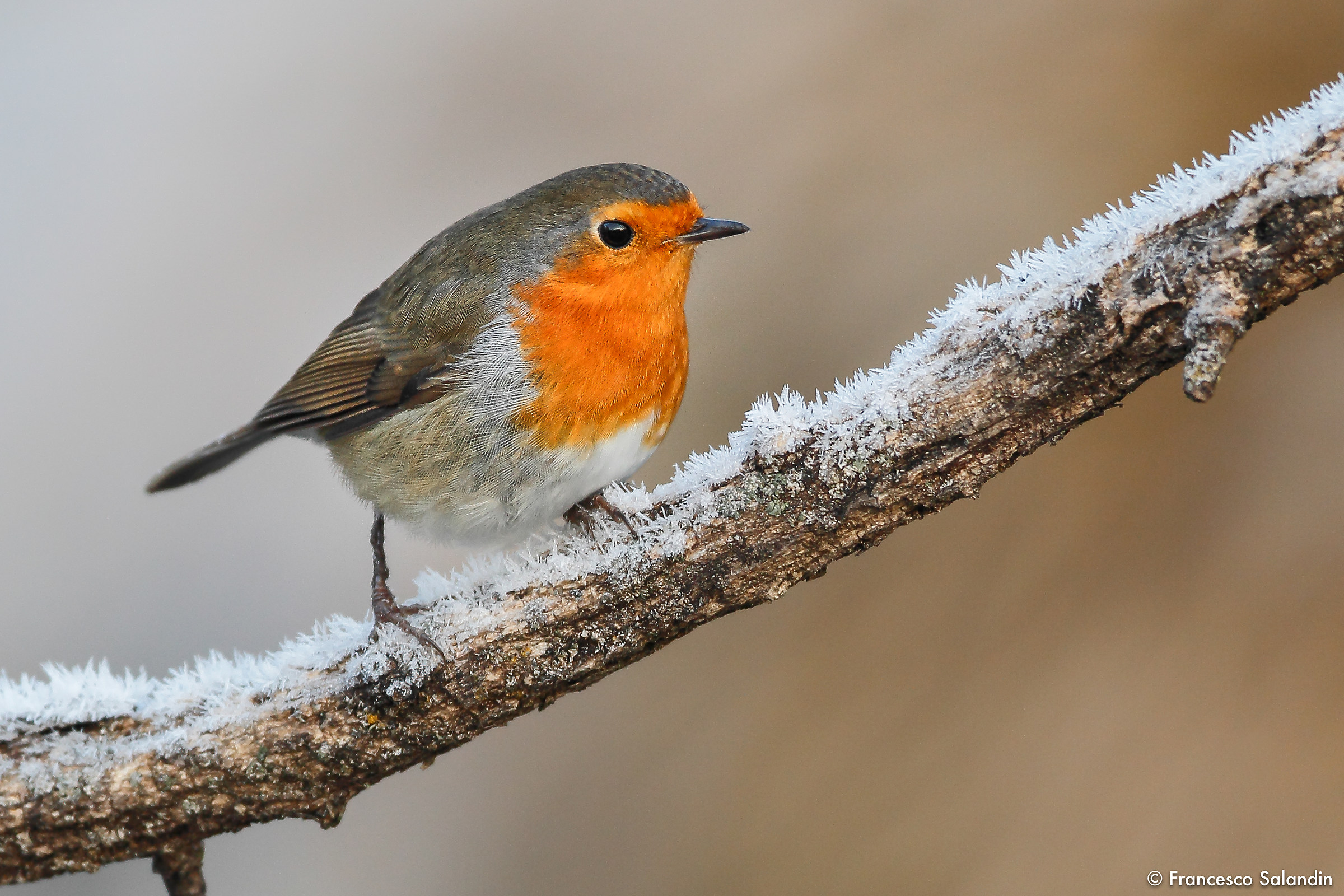 robin