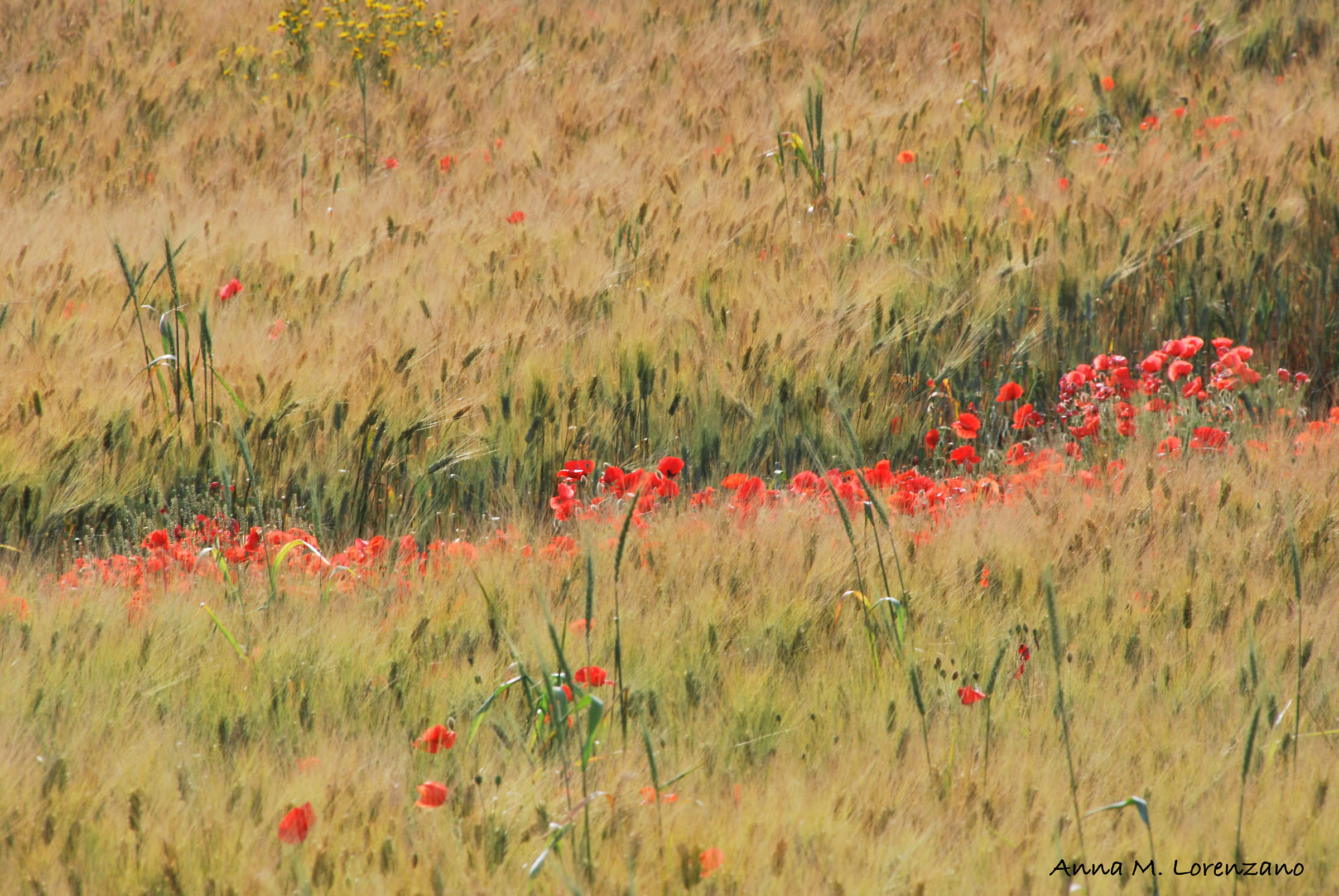 poppies and wheat