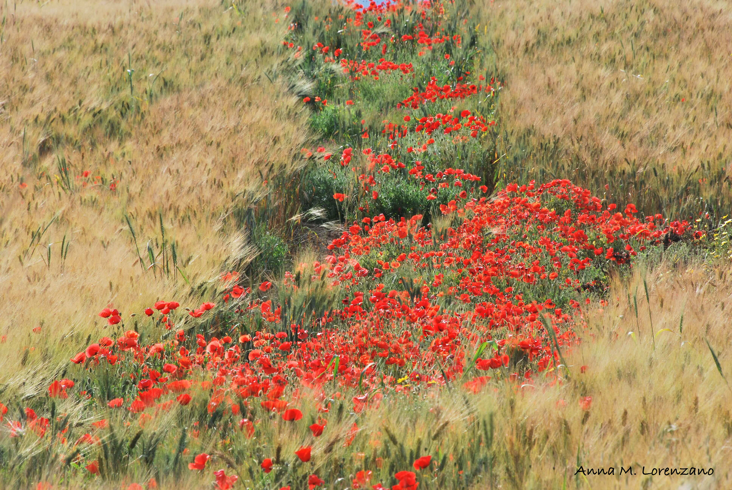 poppies and wheat